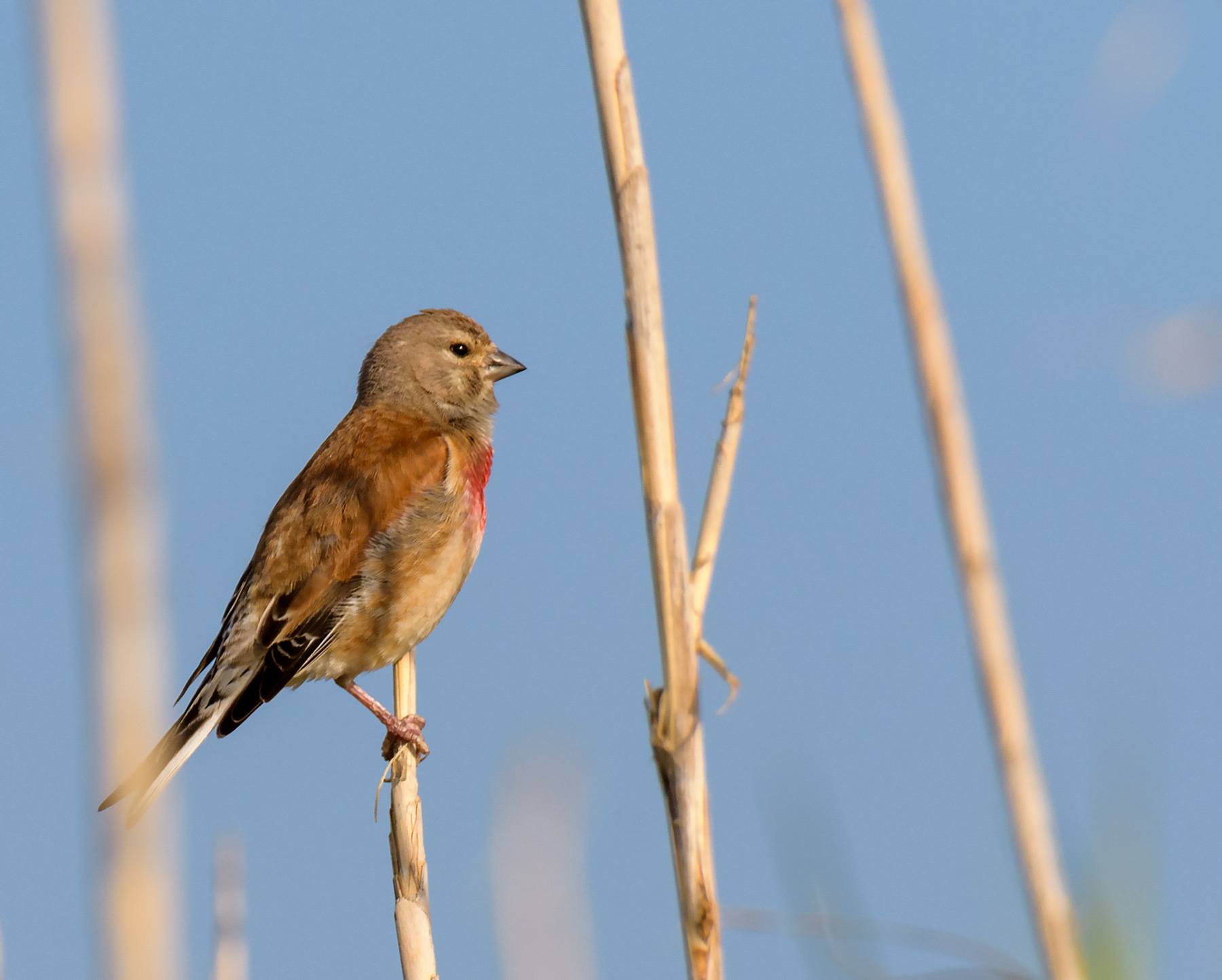 Linnet