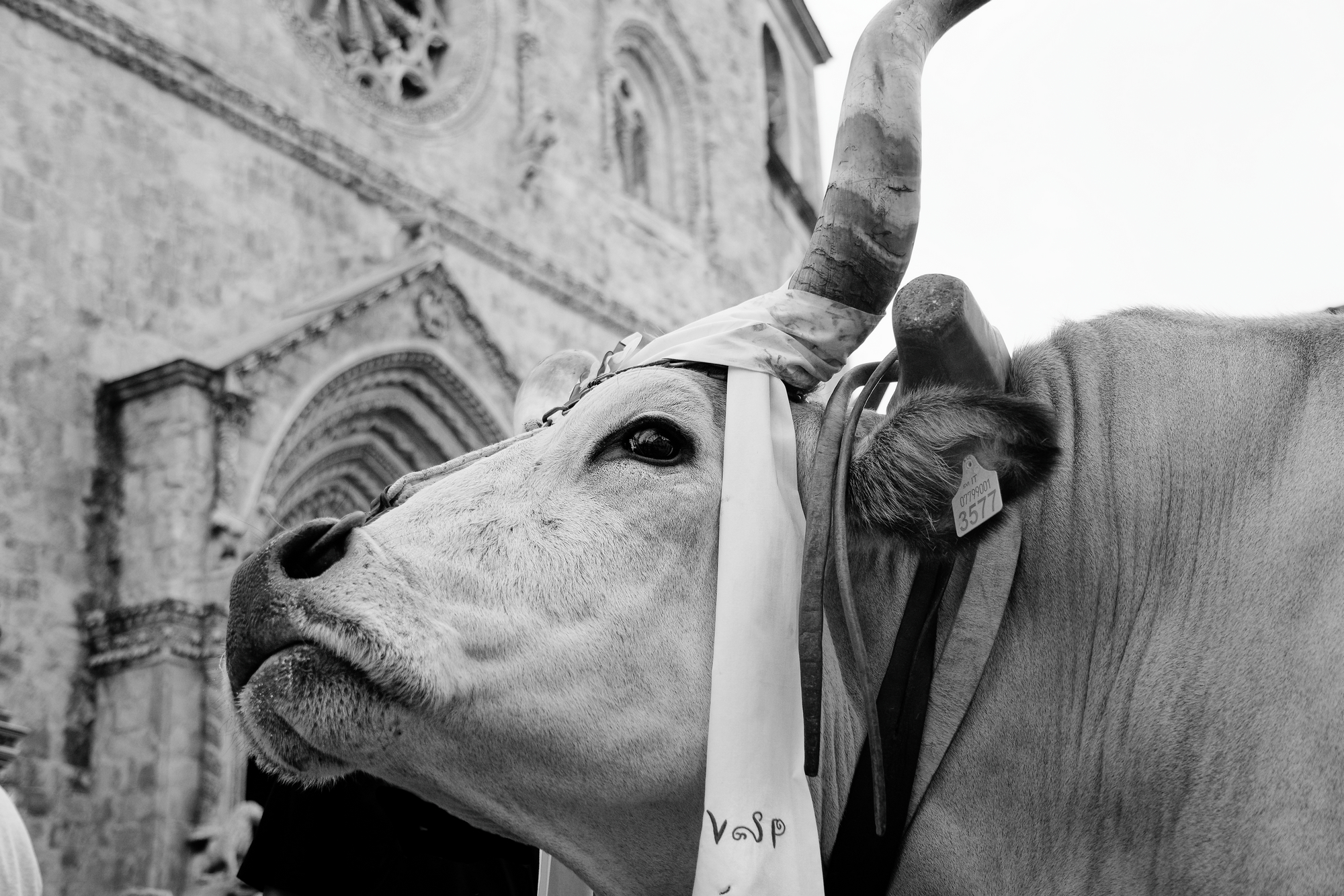 Festa di San Pardo a Larino