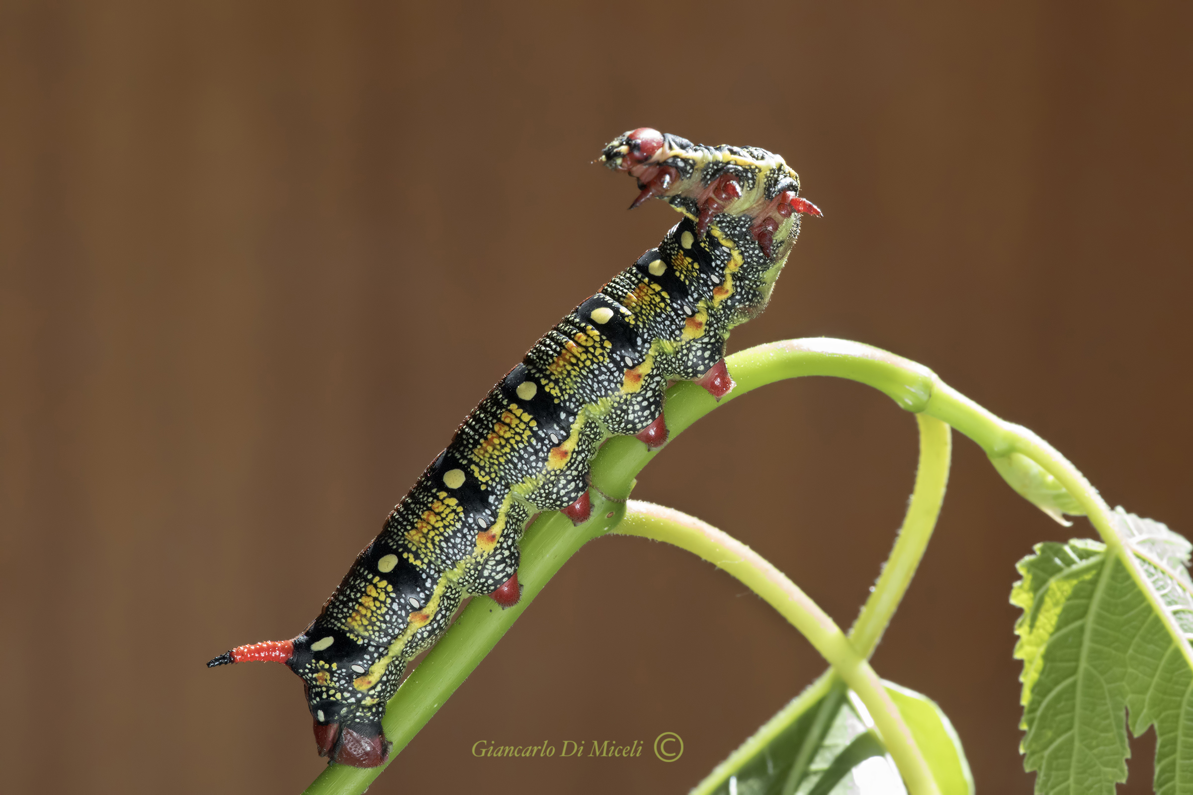 Euphorbia sphinx Caterpillar