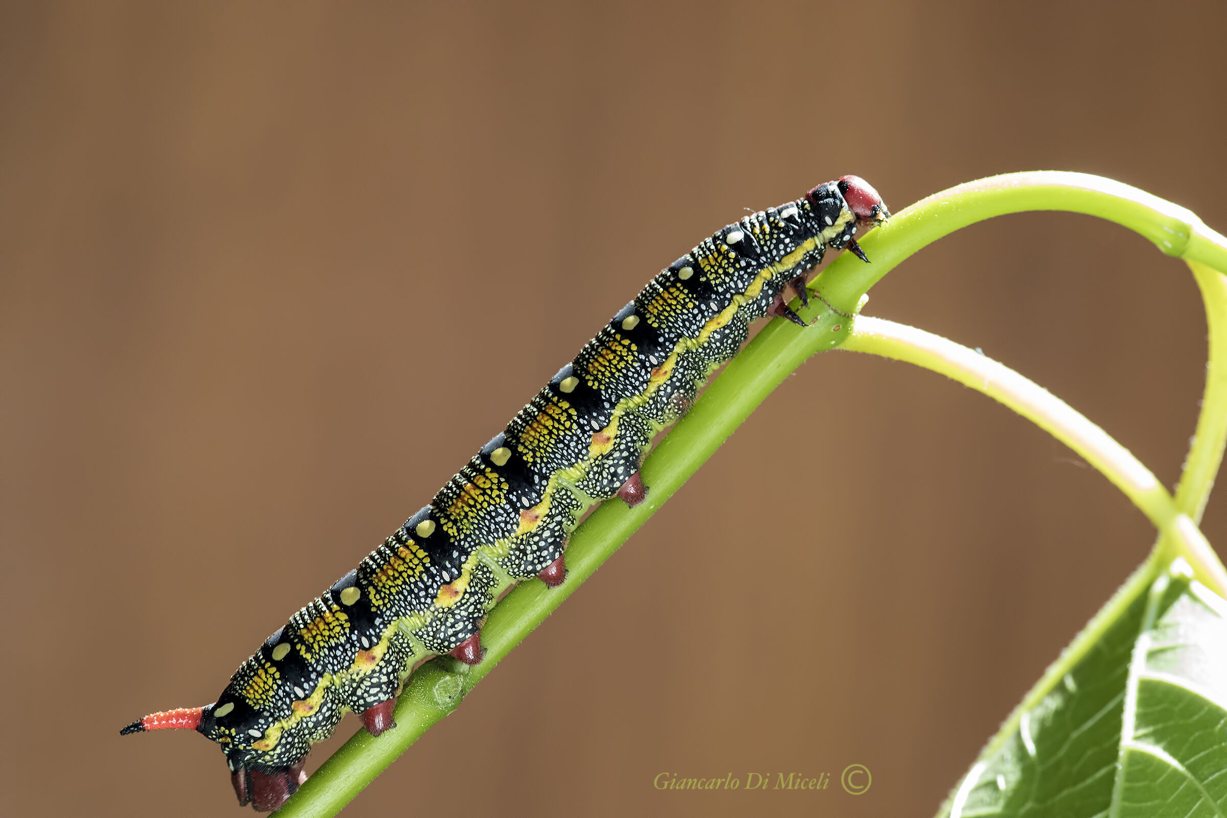 Euphorbia sphinx Caterpillar