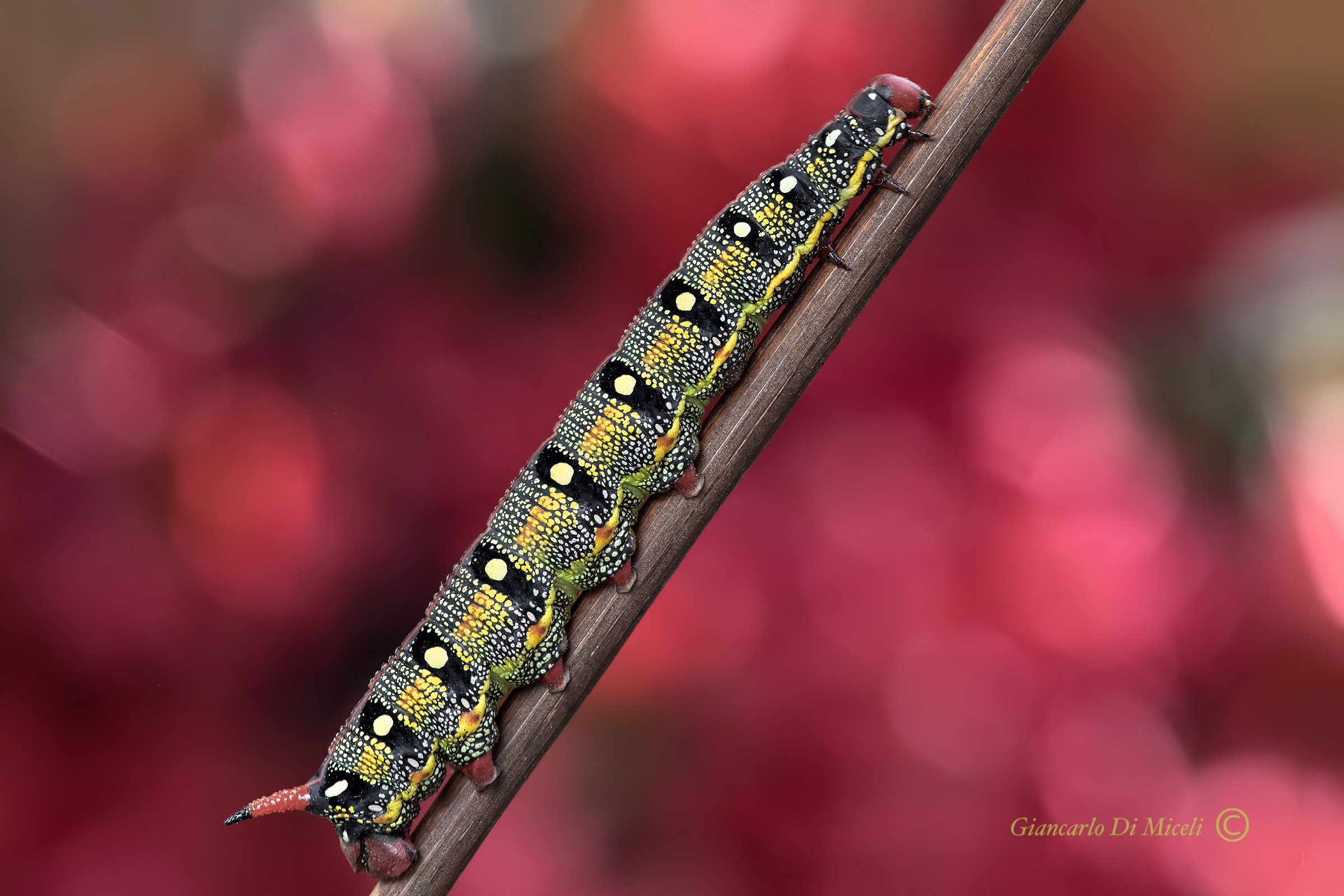 Euphorbia sphinx Caterpillar