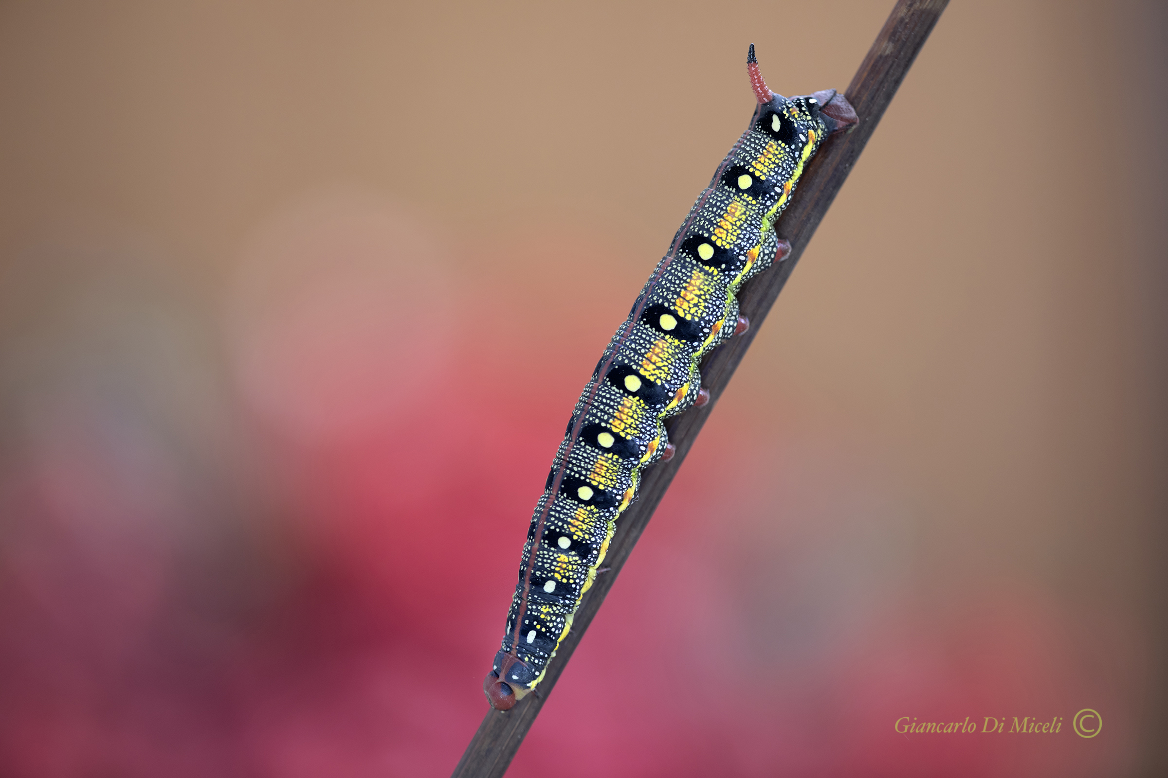 Euphorbia sphinx Caterpillar