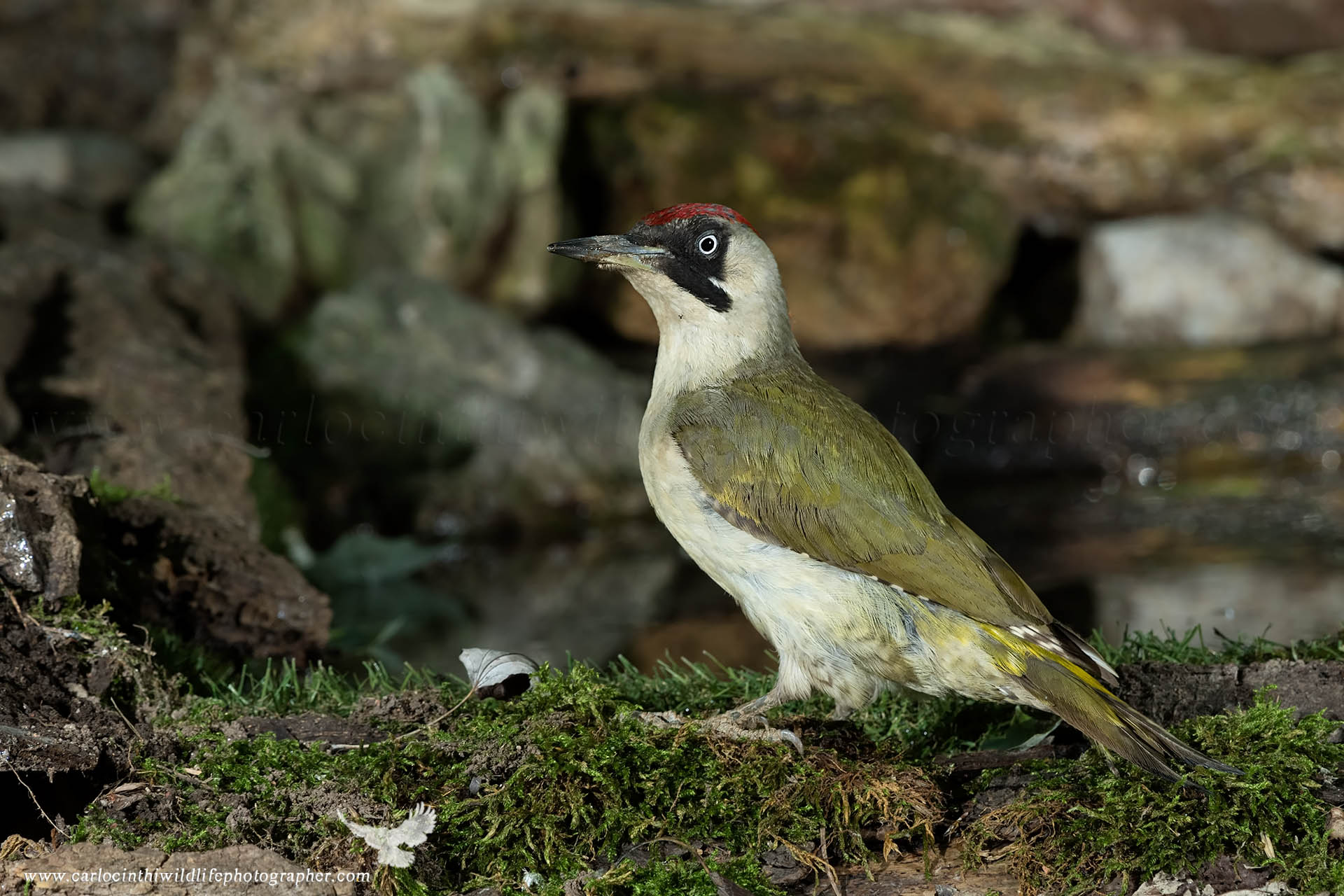 Picchio verde femmina