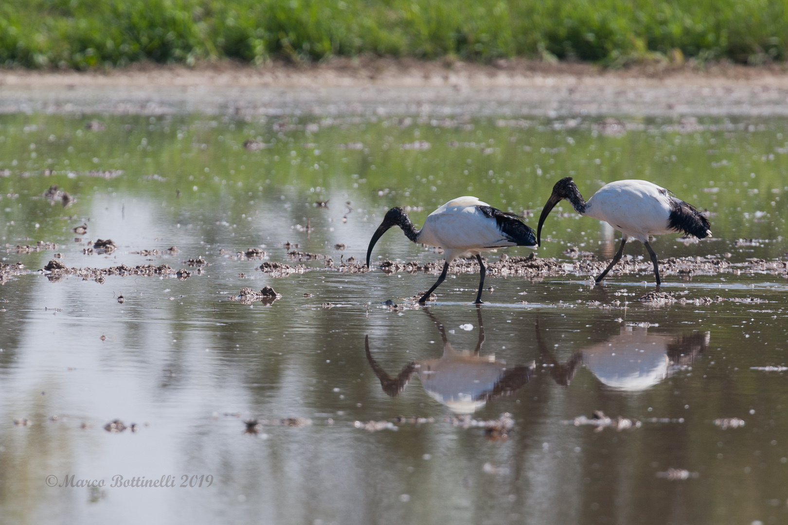 Ibis Sacro- La strana coppia
