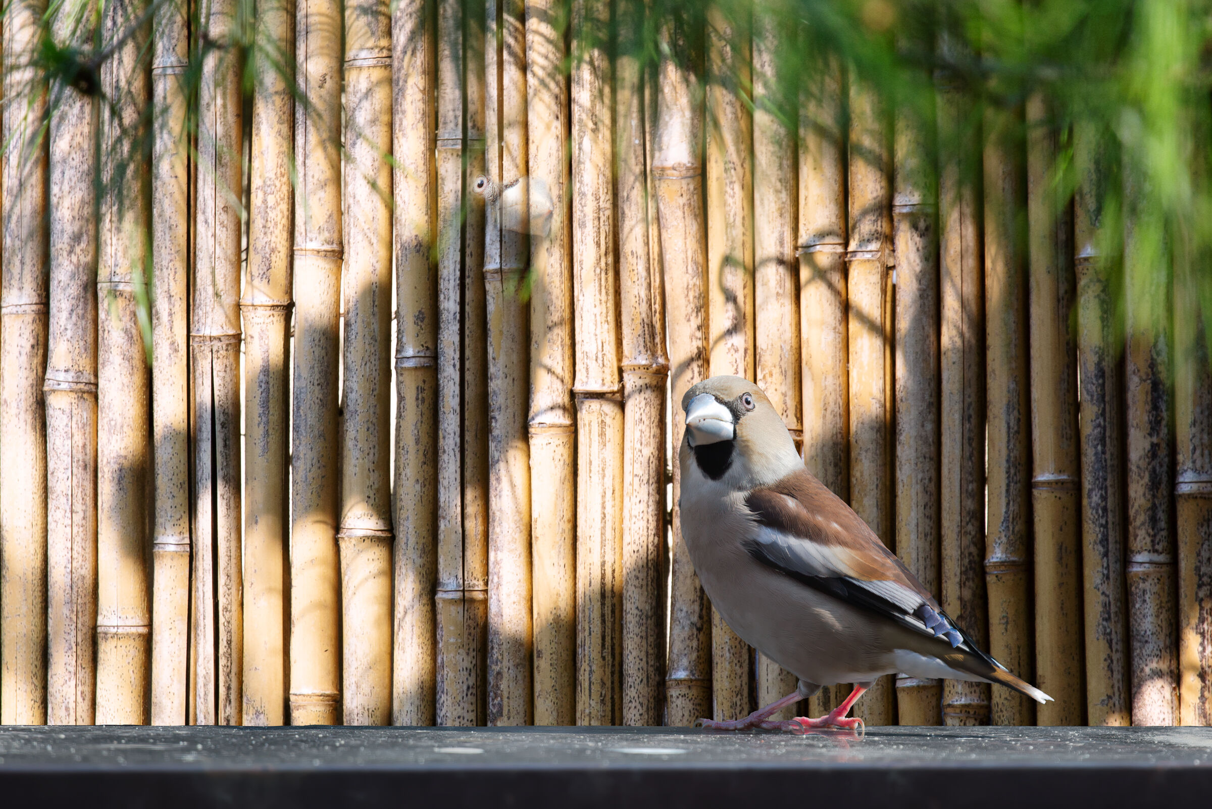 Mi sento osservato...