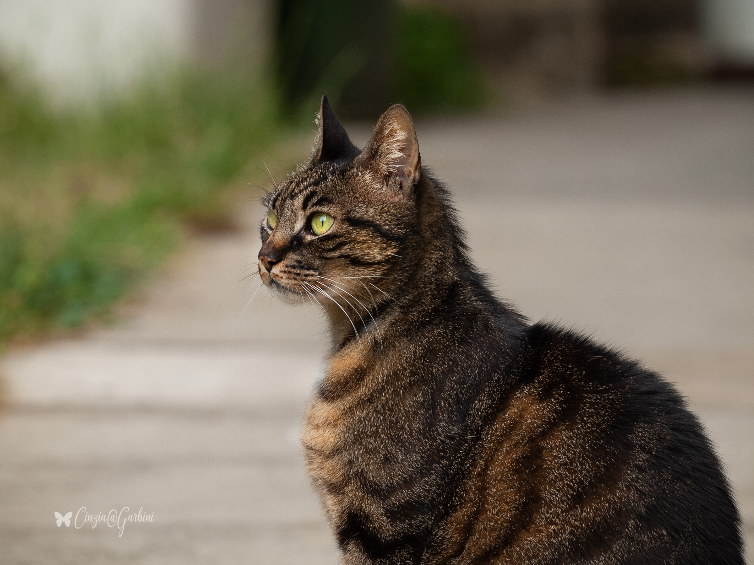 In remembrance of Simba