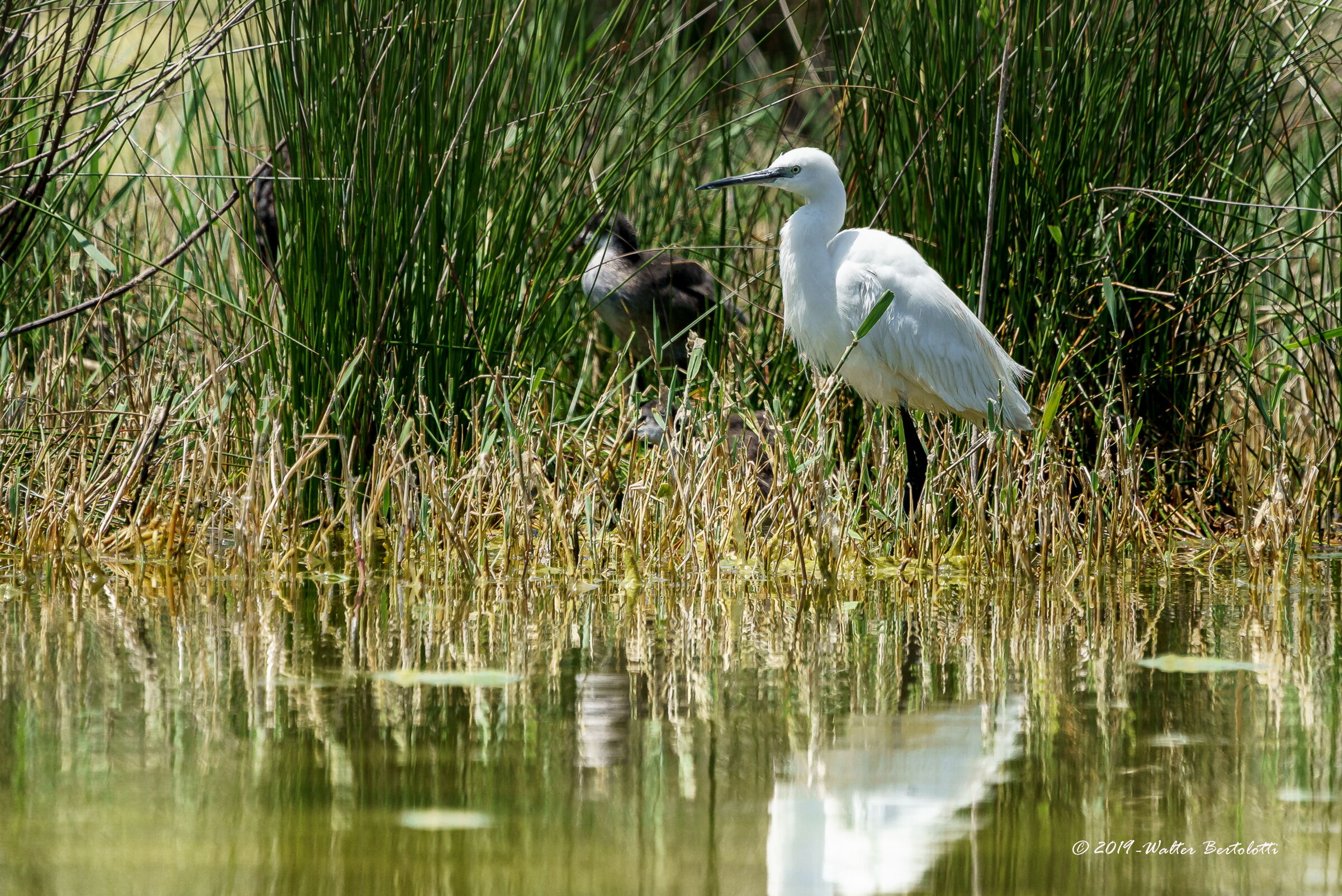 la vita nel canneto - garzetta