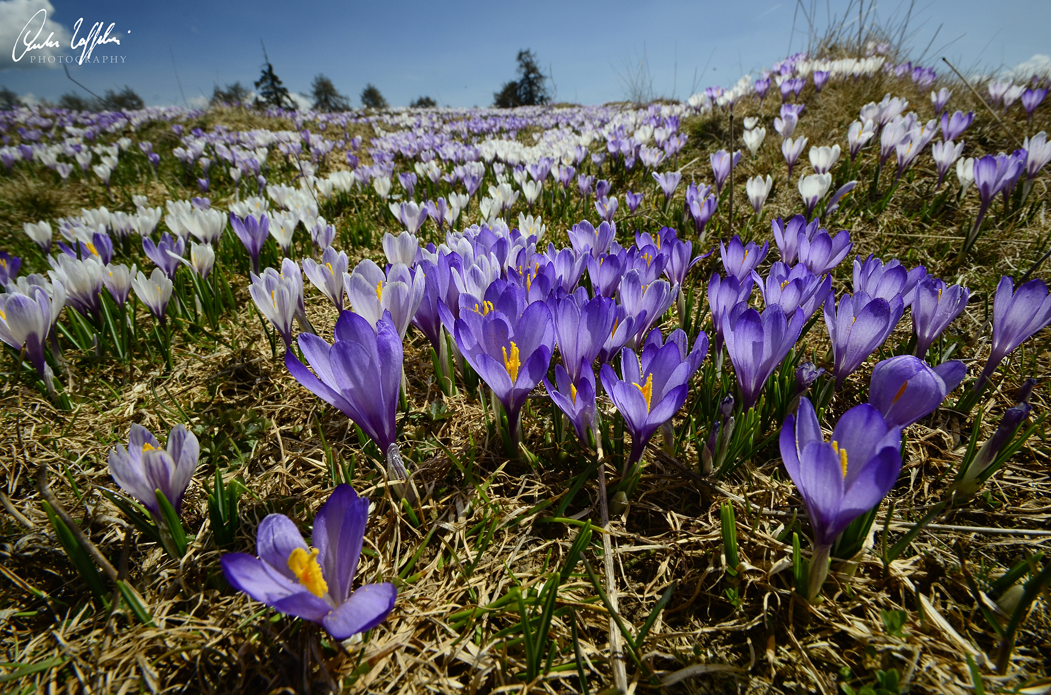 Crocus carpet