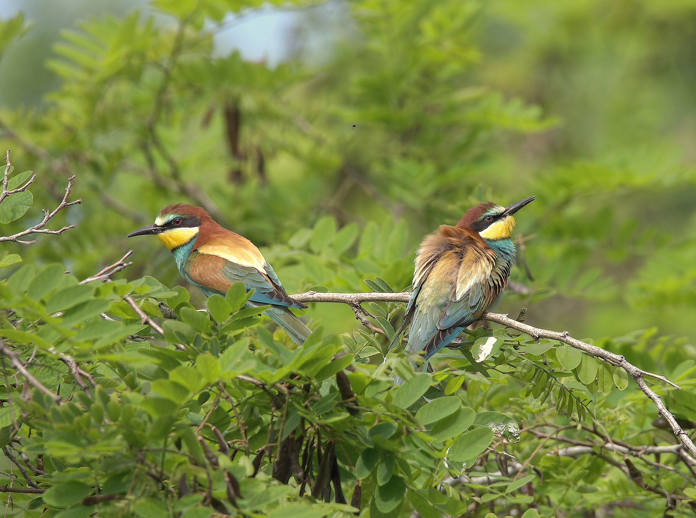 Bee-eater