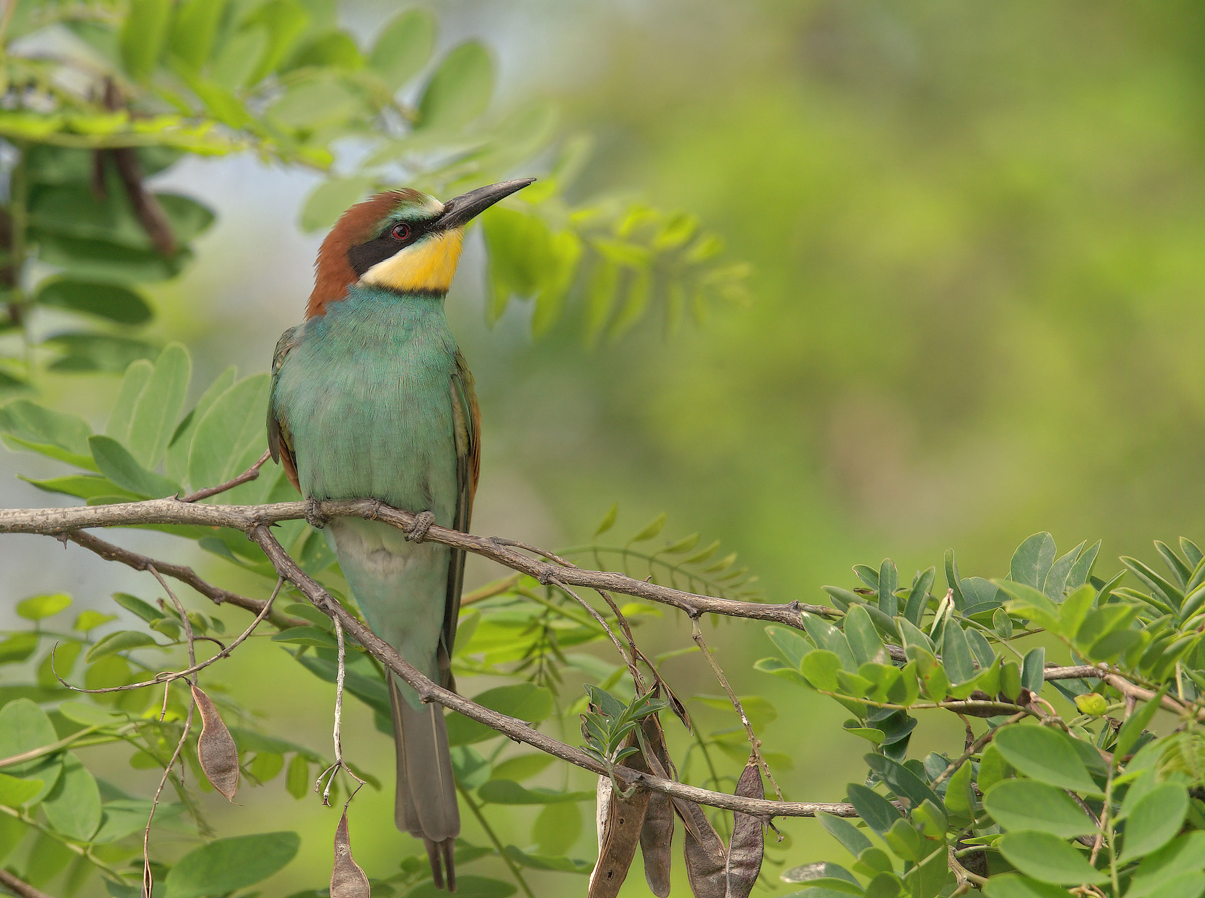 Bee-eater