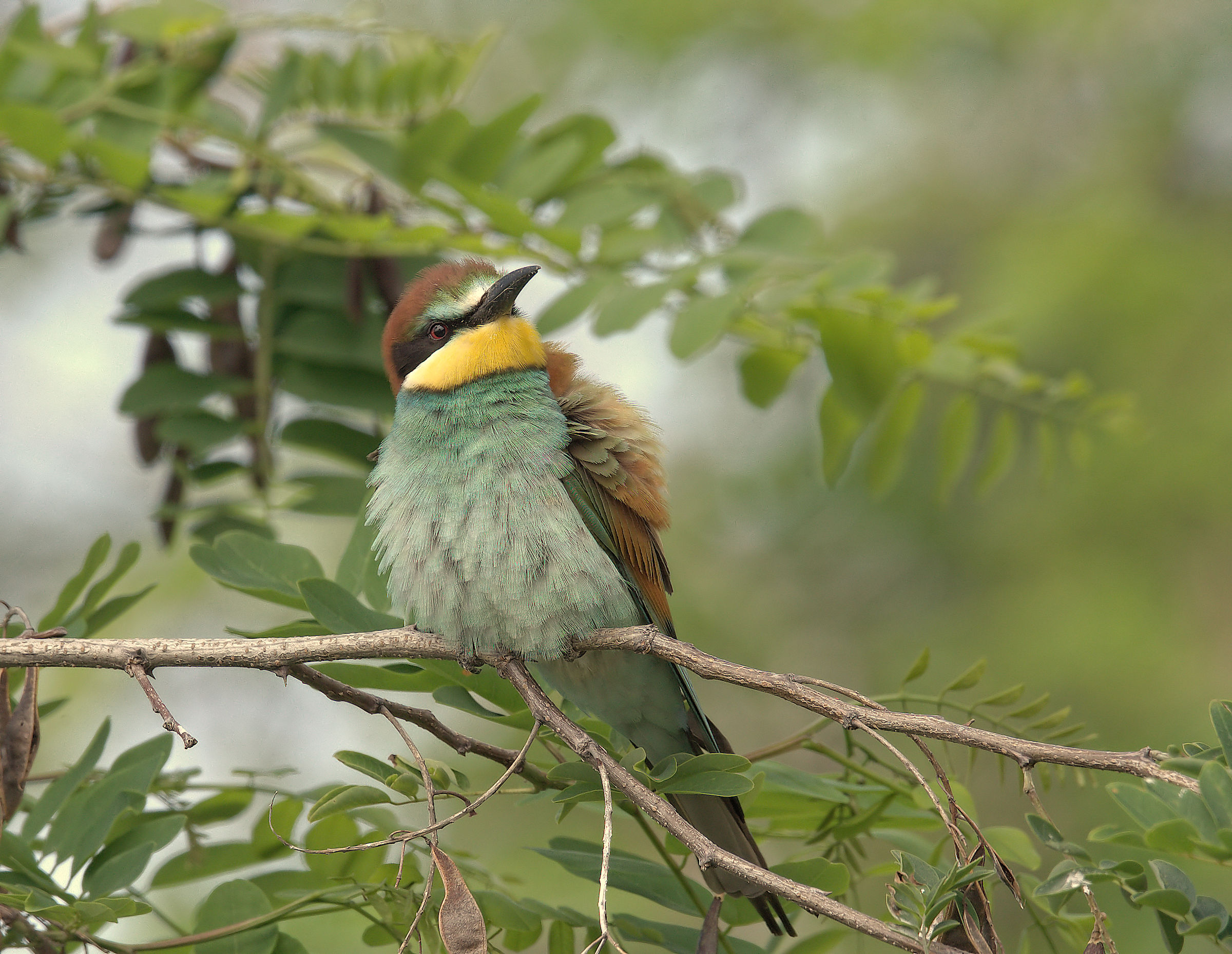 Bee-eater