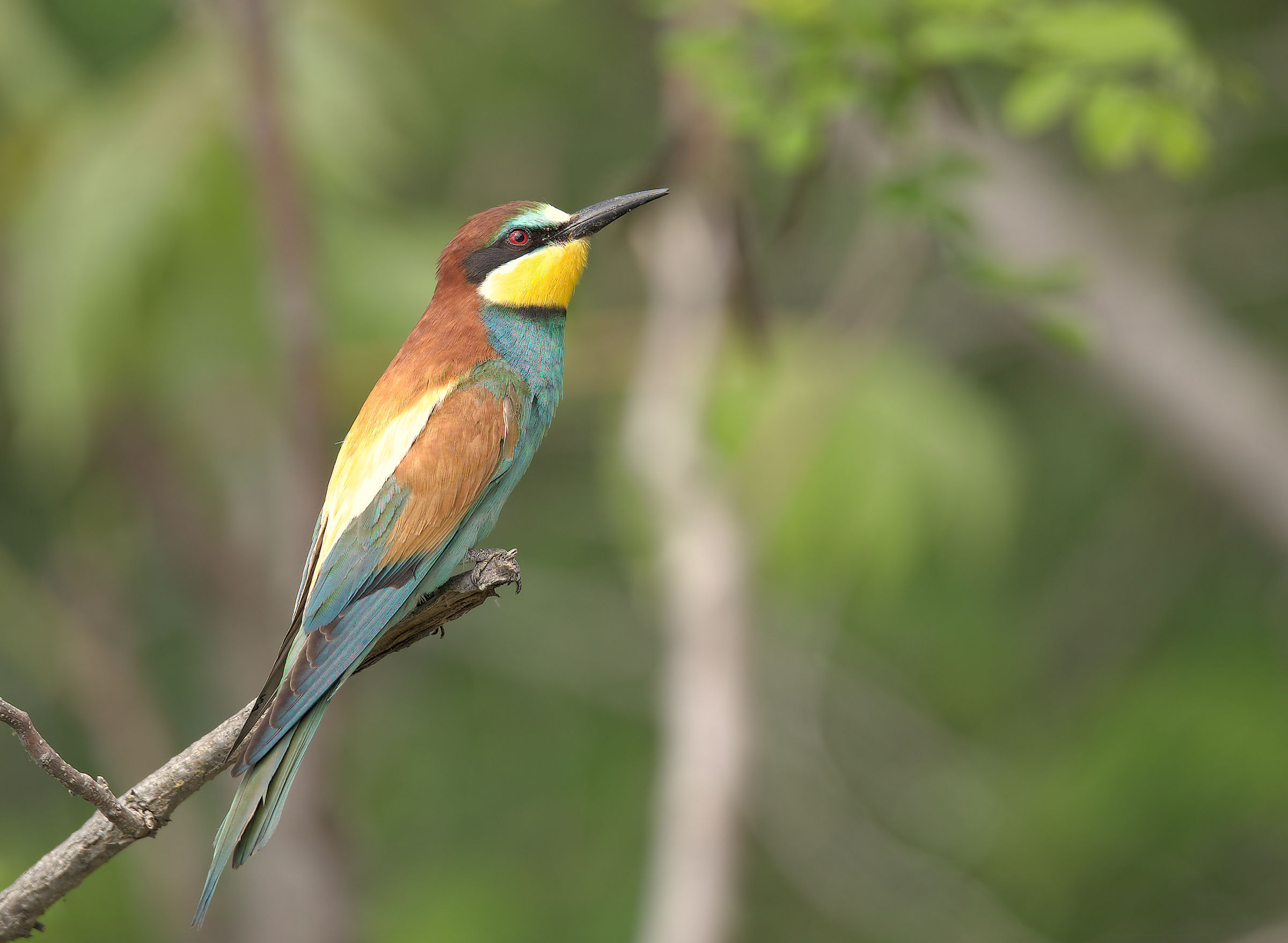 Bee-eater
