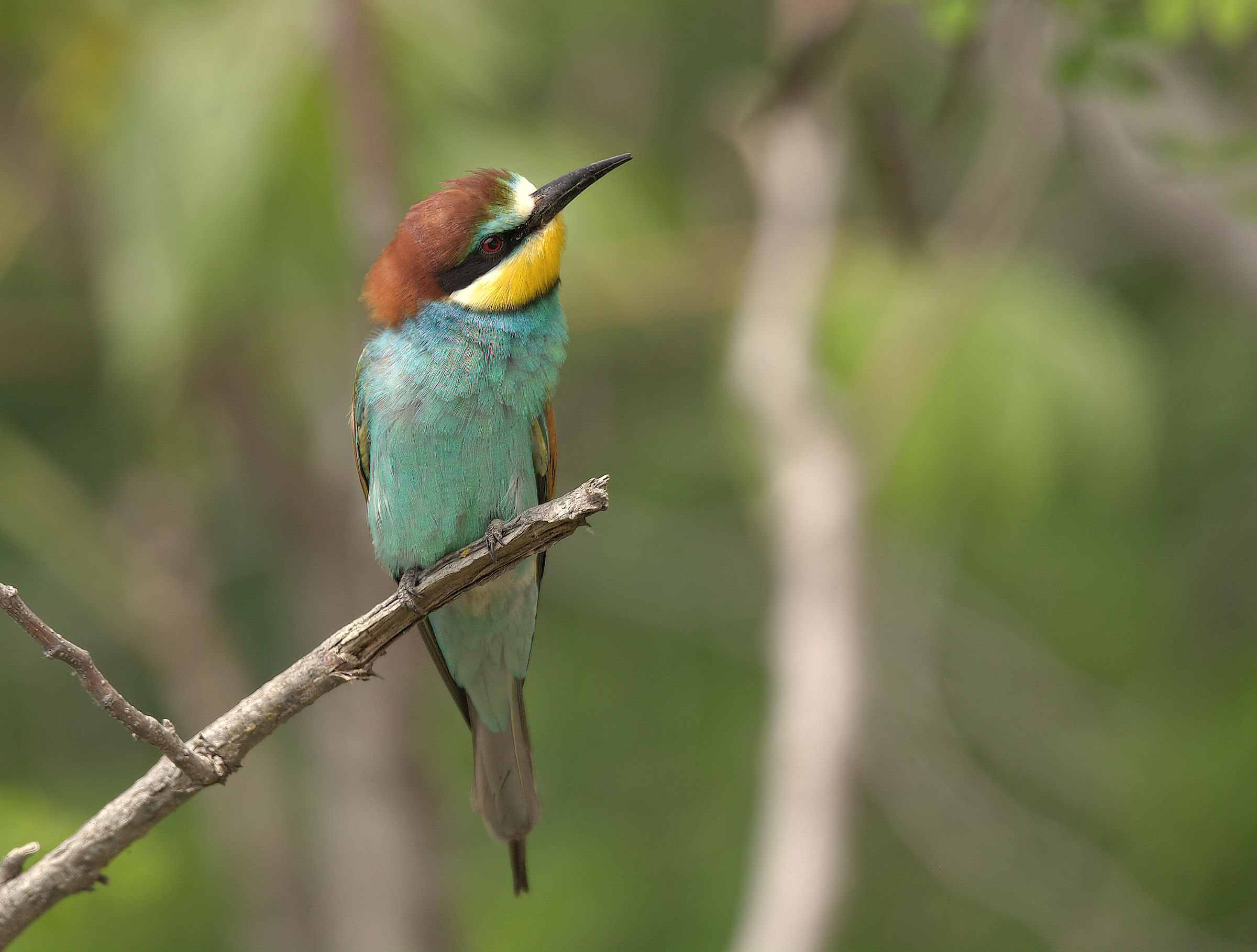 Bee-eater