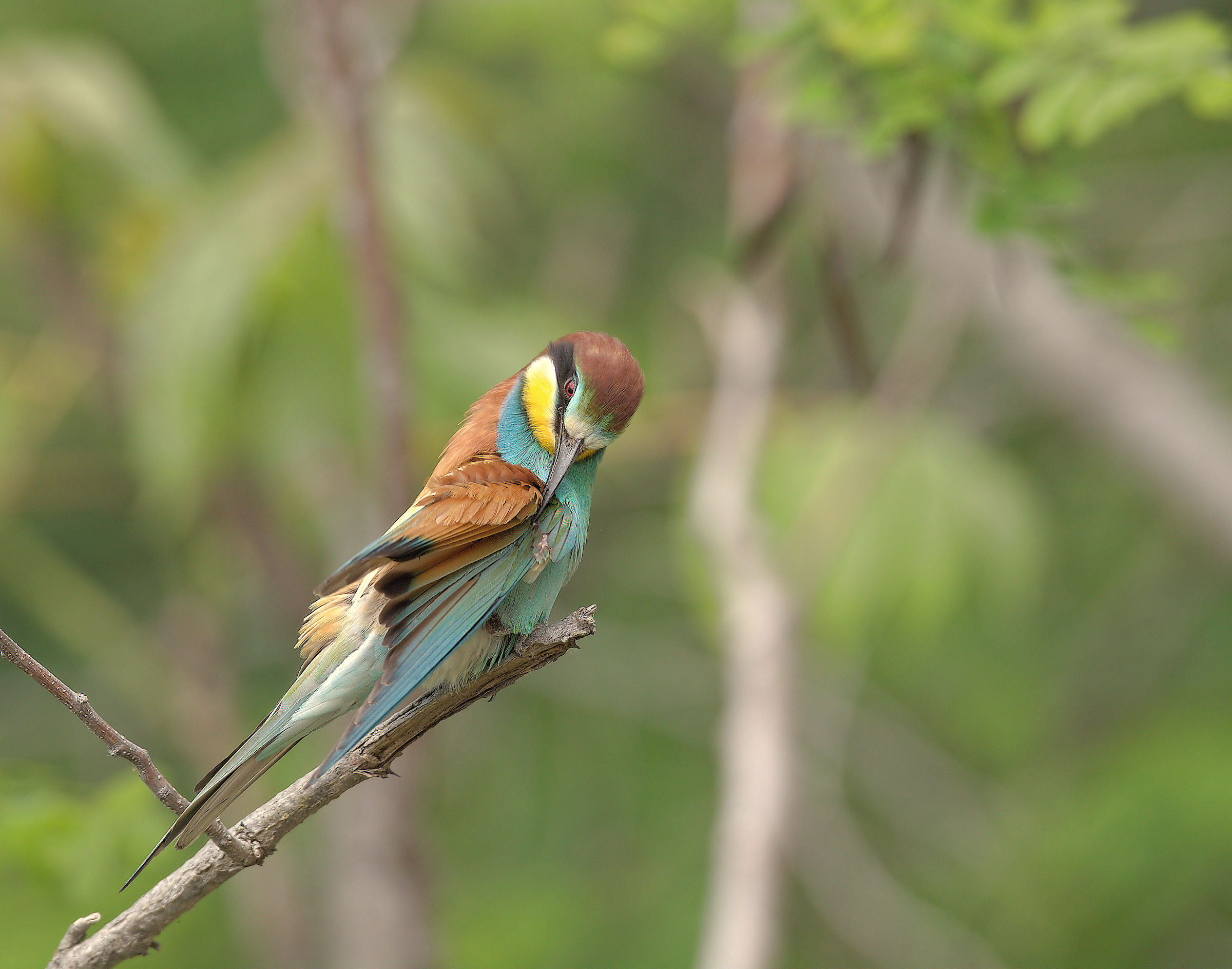 Bee-eater