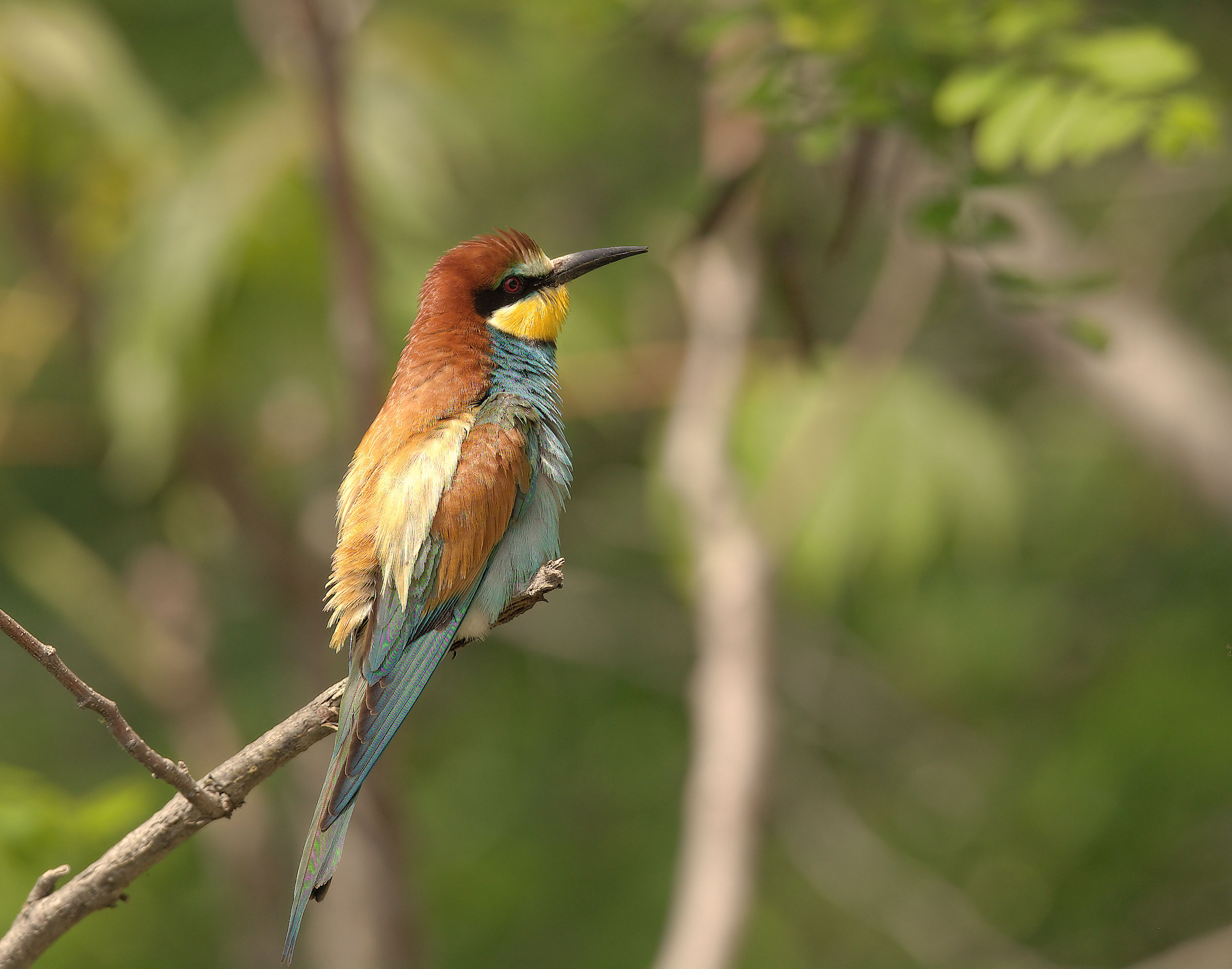 Bee-eater