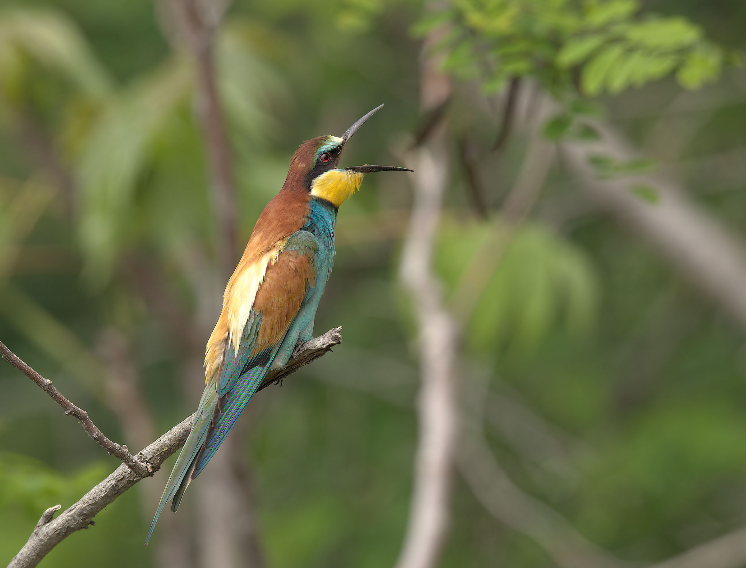 Bee-eater
