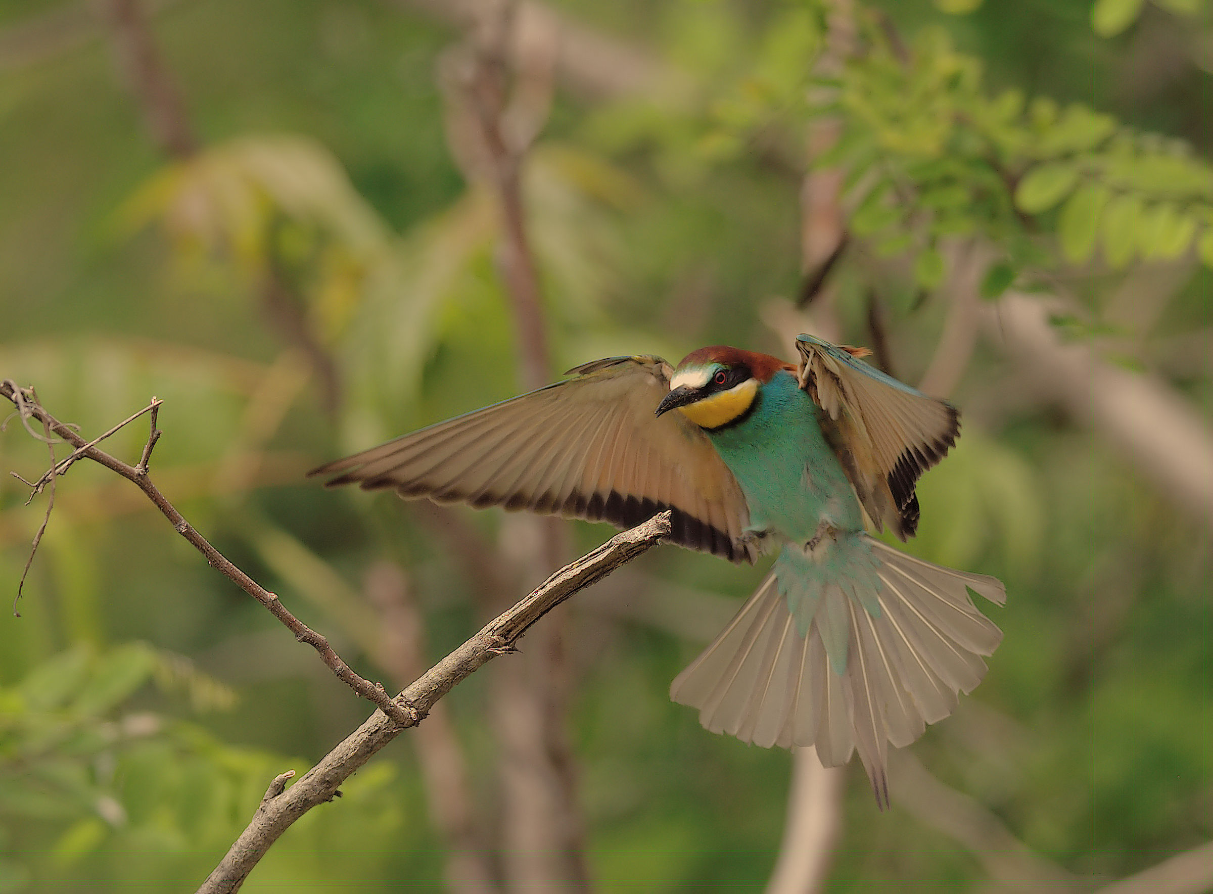 Bee-eater