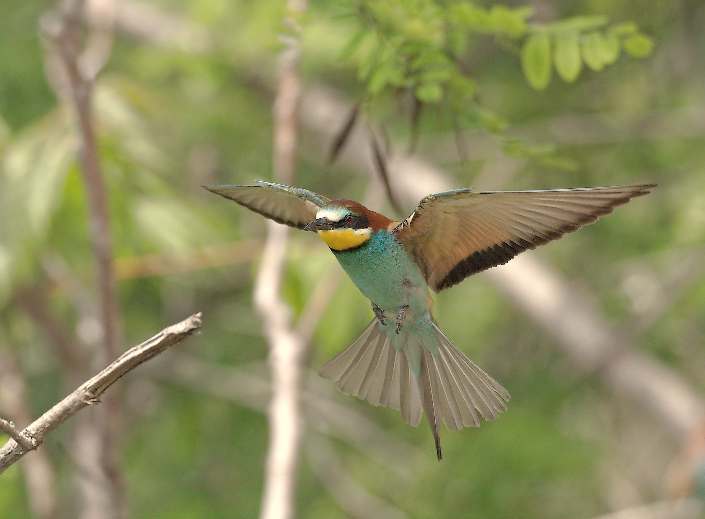 Bee-eater
