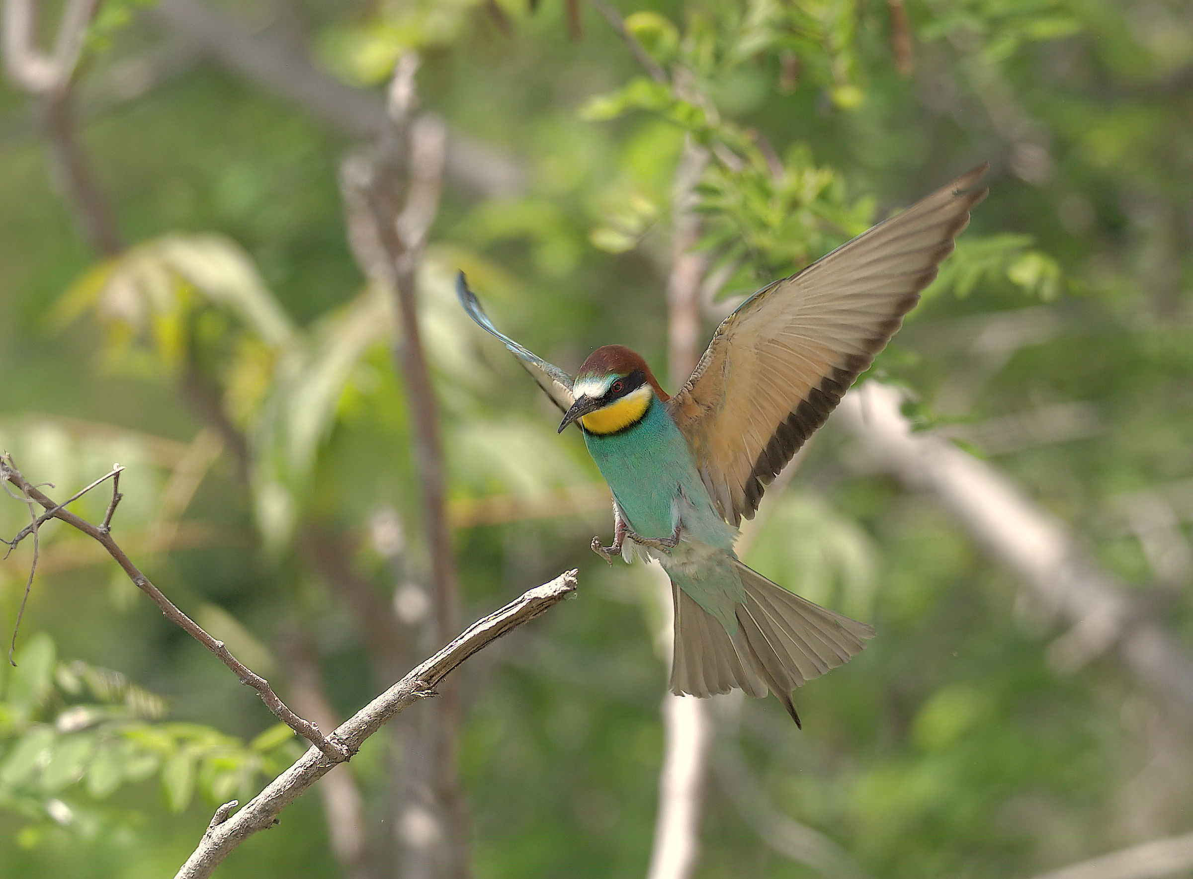 Bee-eater