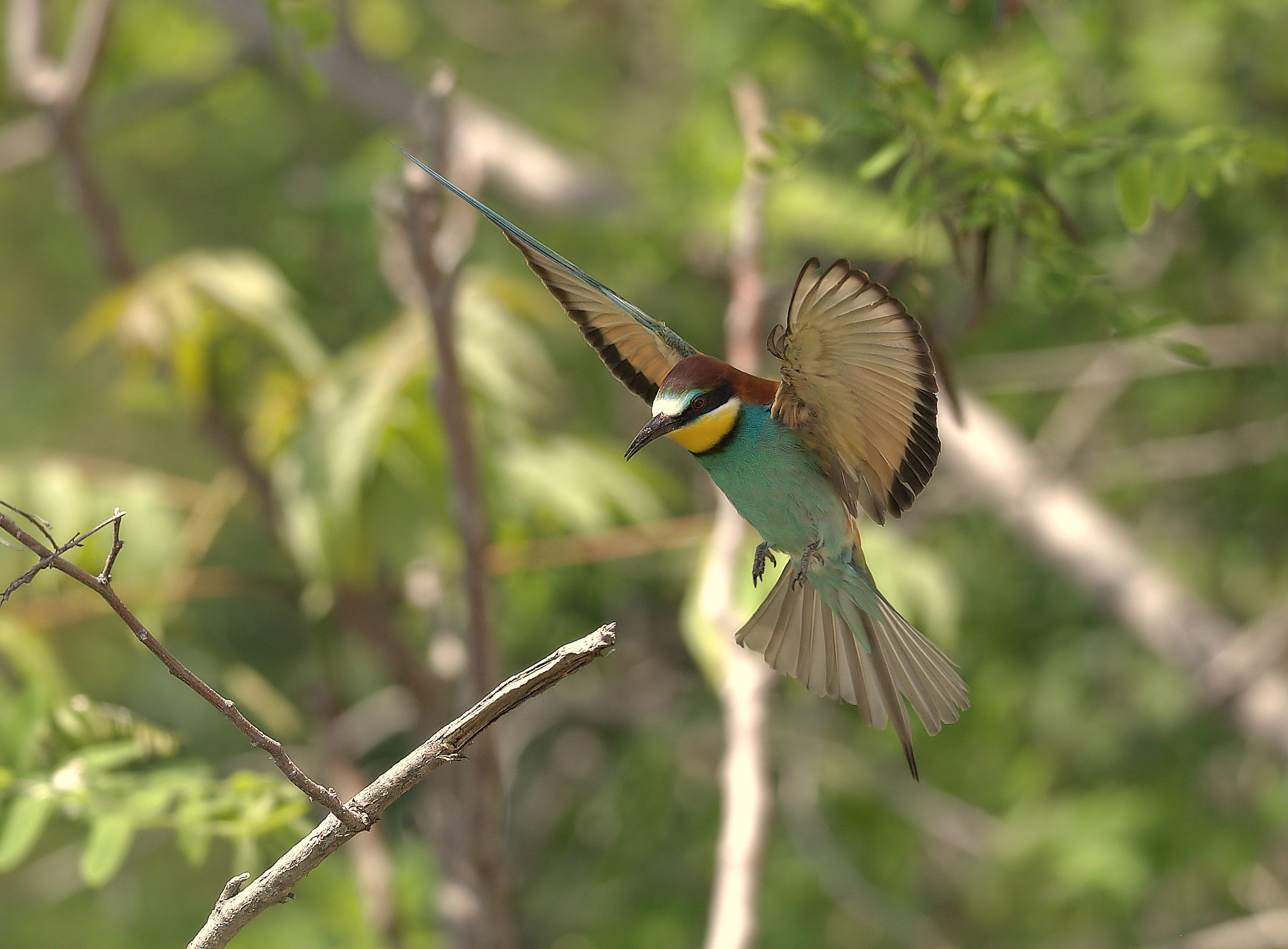 Bee-eater