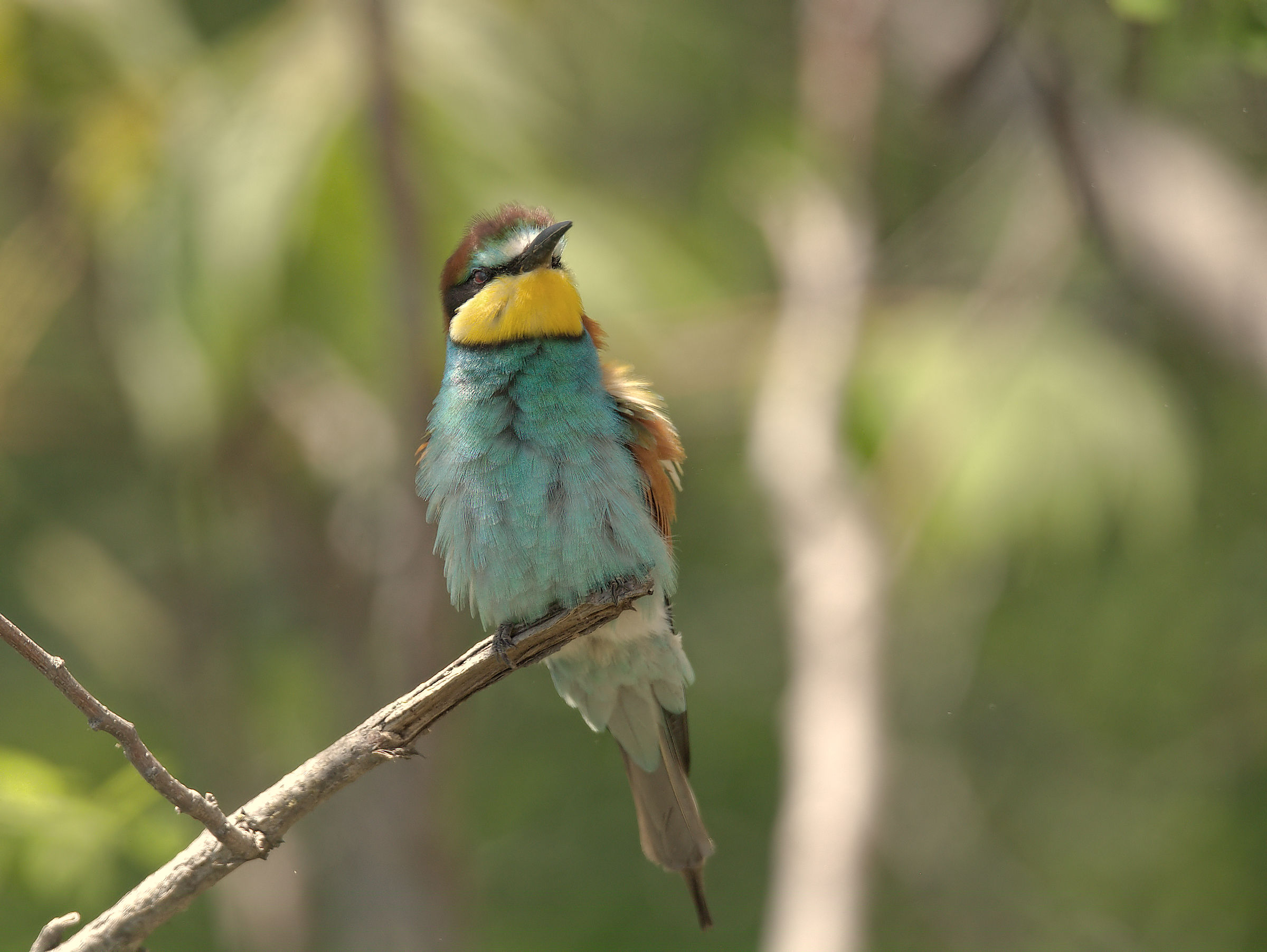 Bee-eater