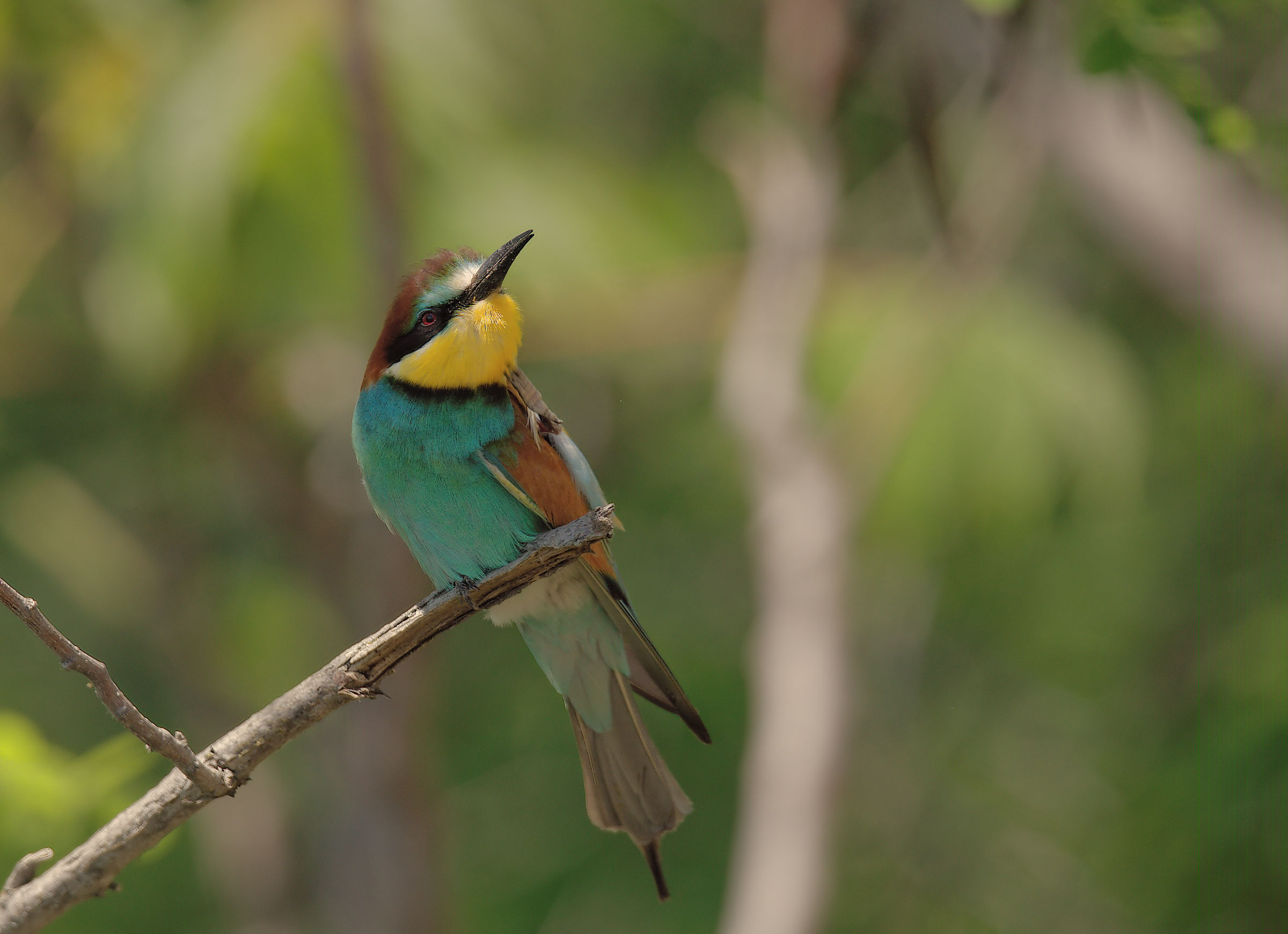 Bee-eater