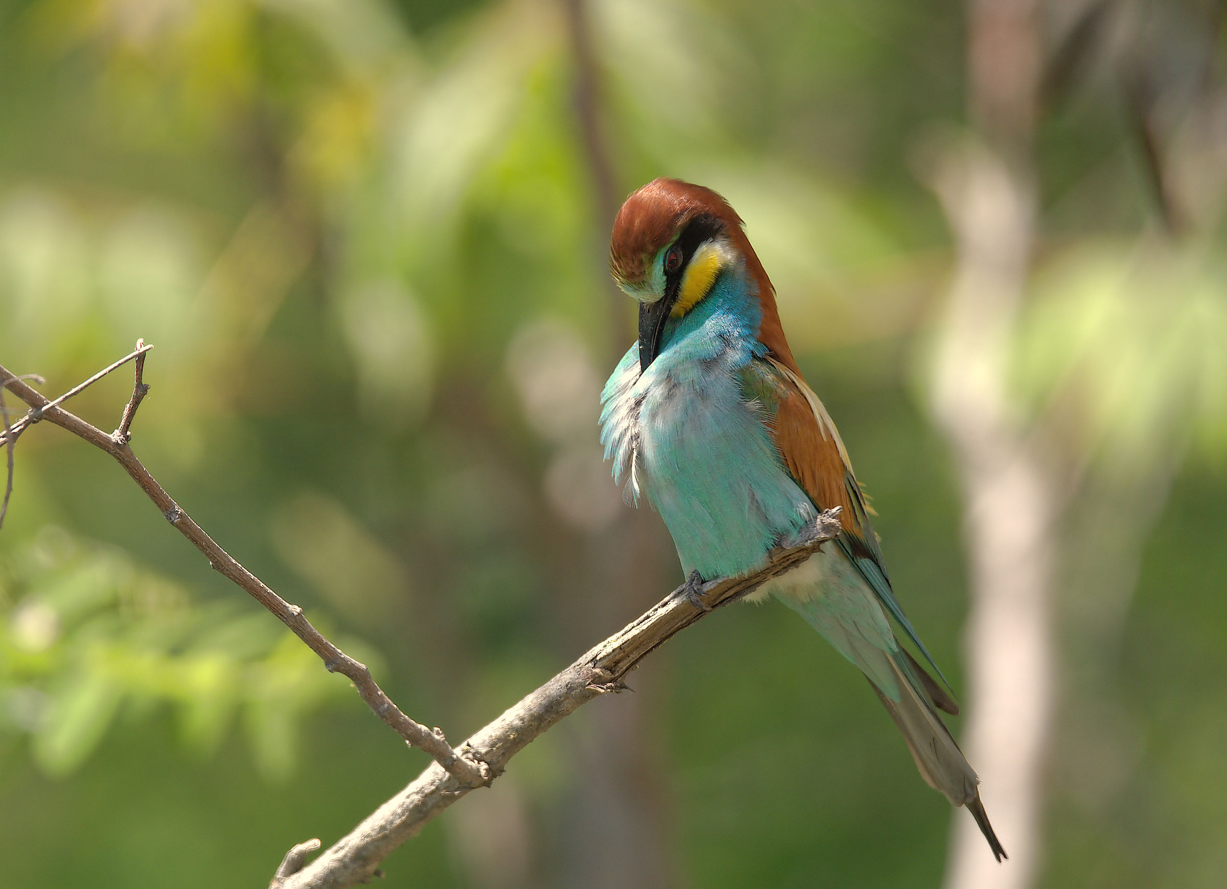 Bee-eater