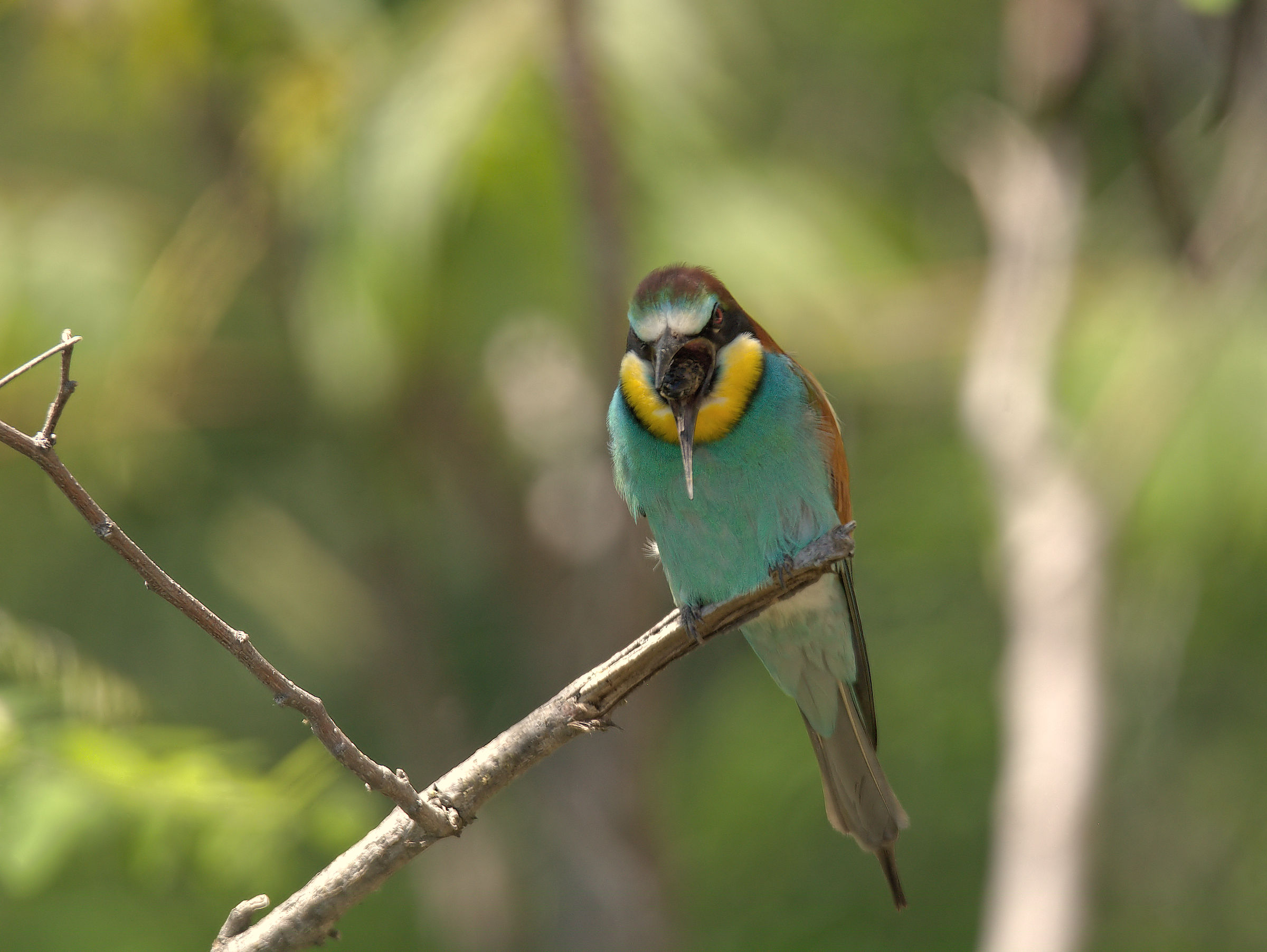 Bee-eater