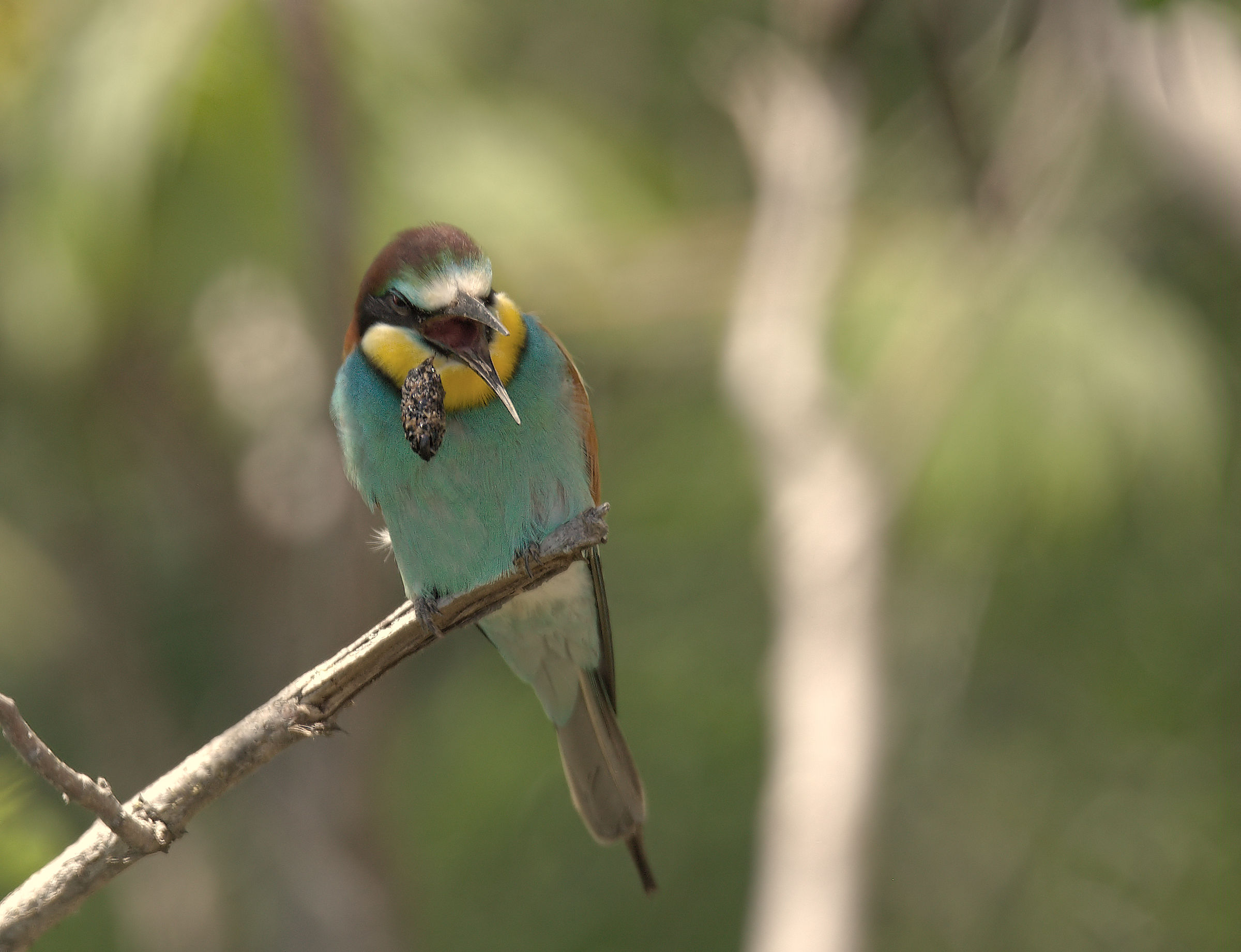 Bee-eater