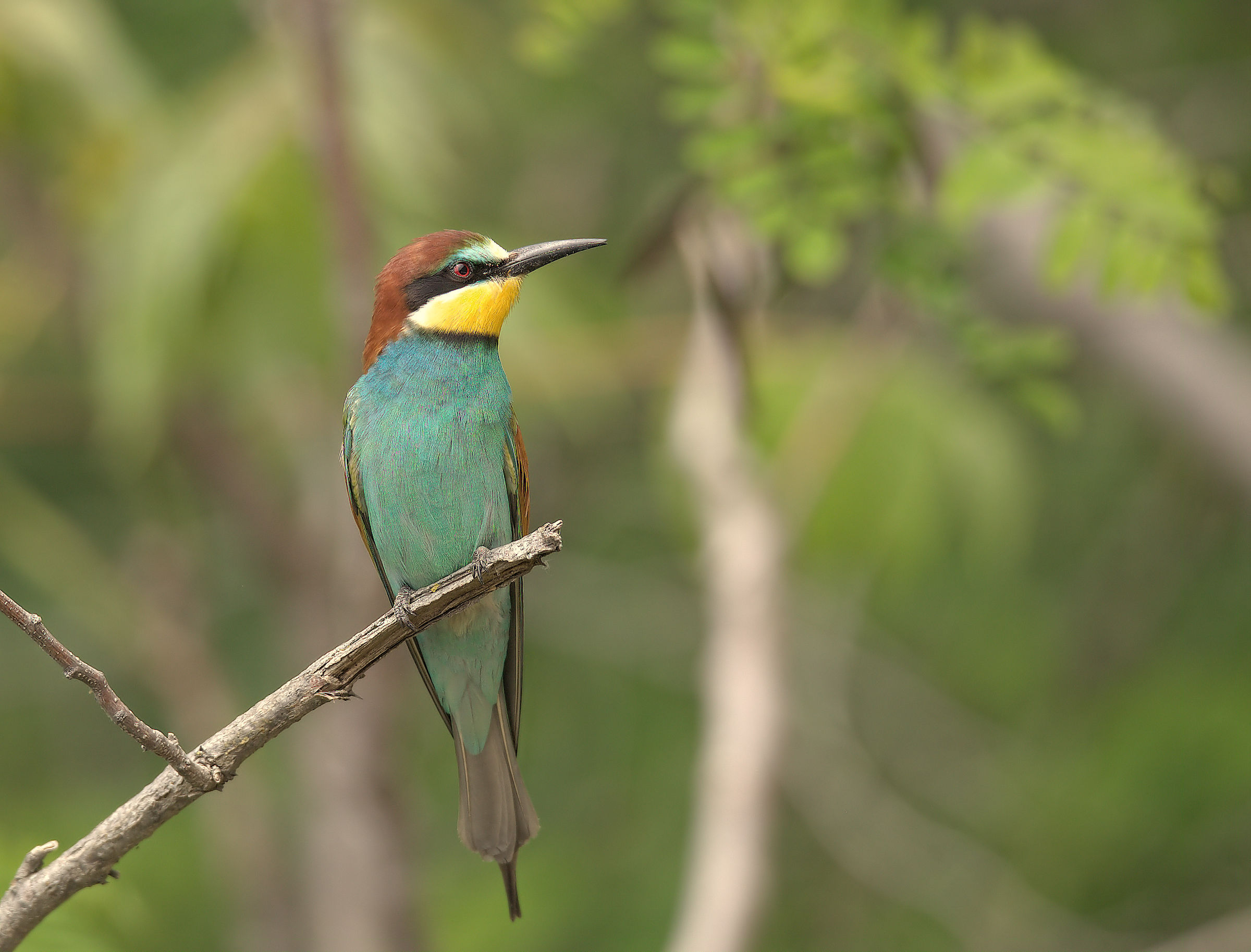 Bee-eater