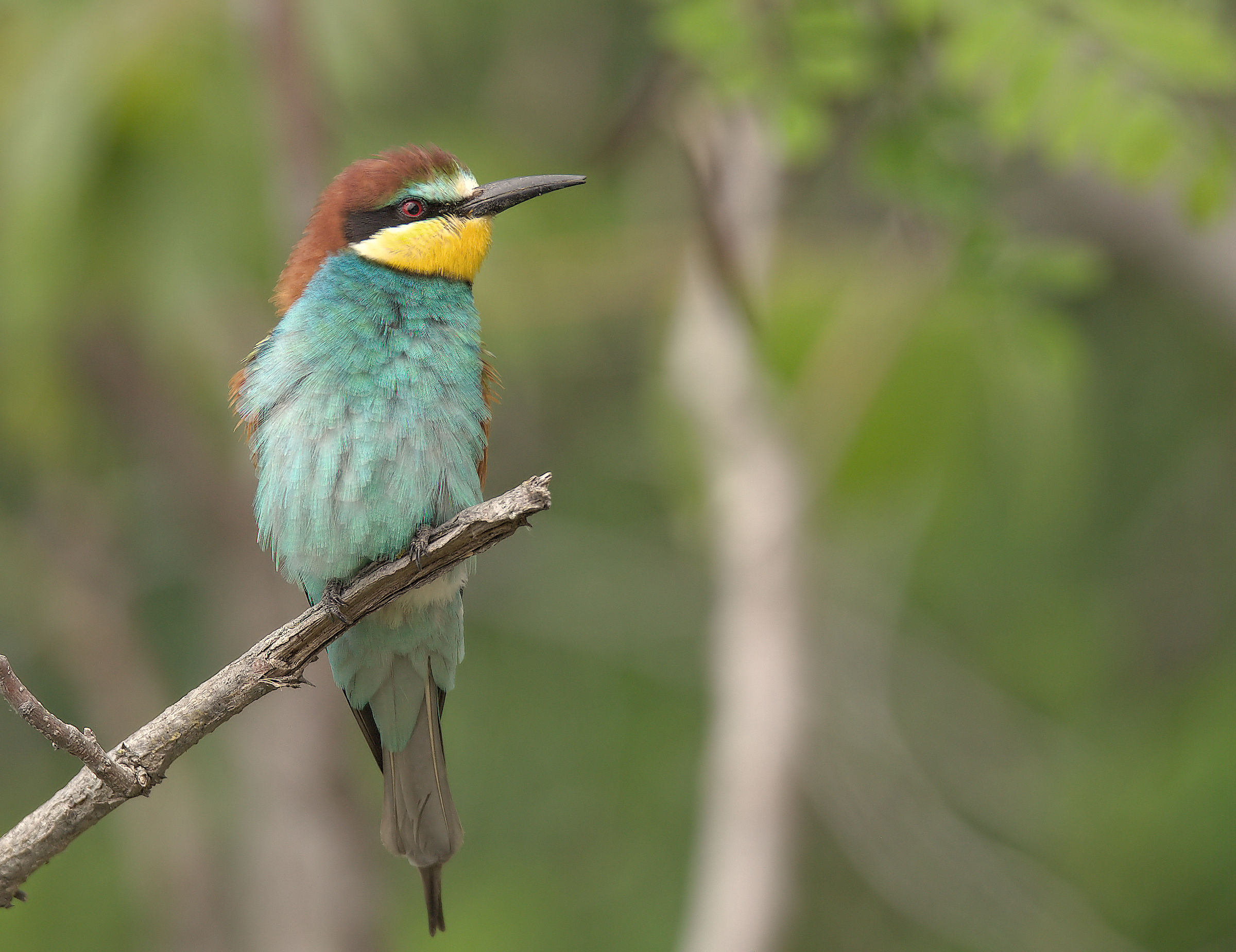 Bee-eater