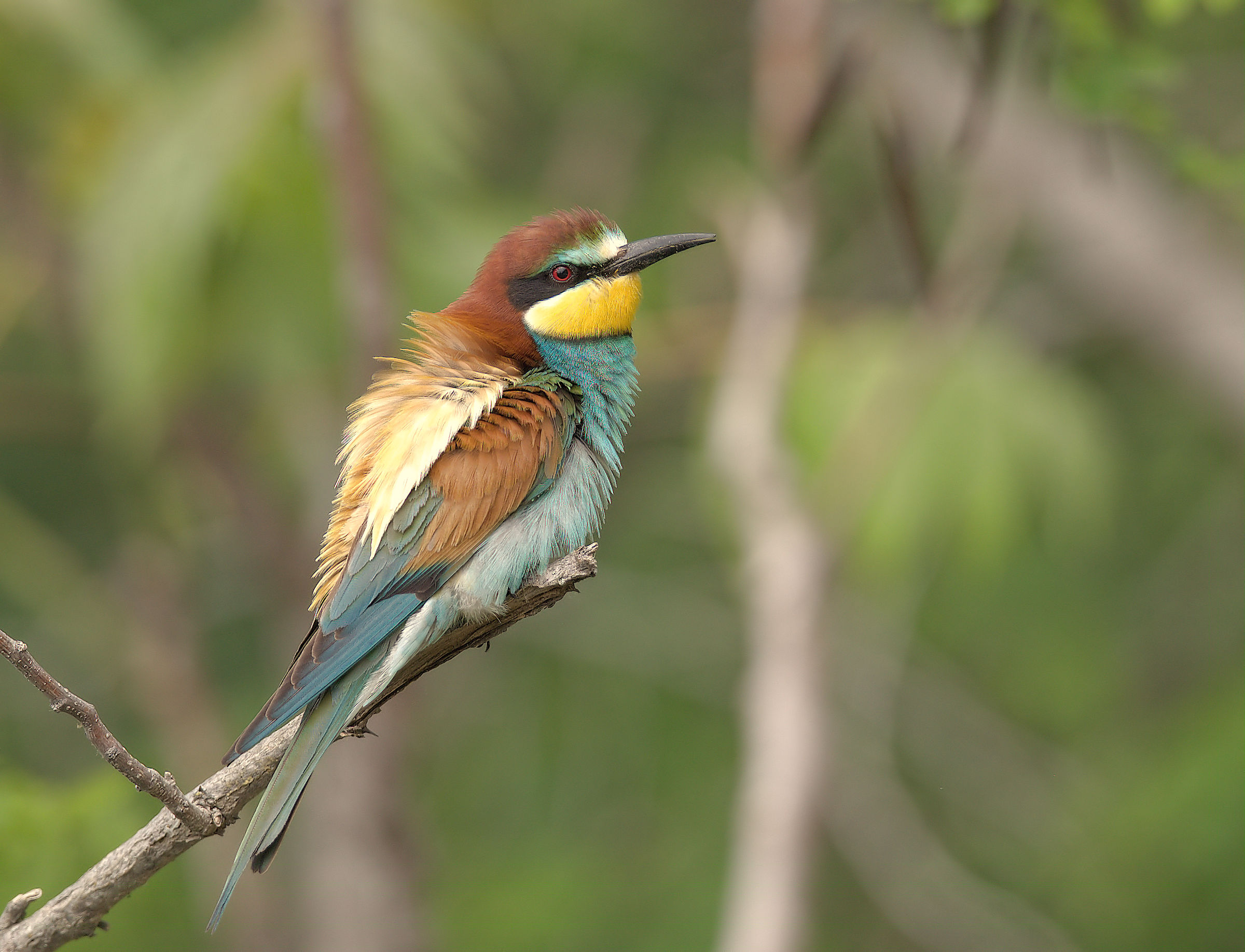 Bee-eater