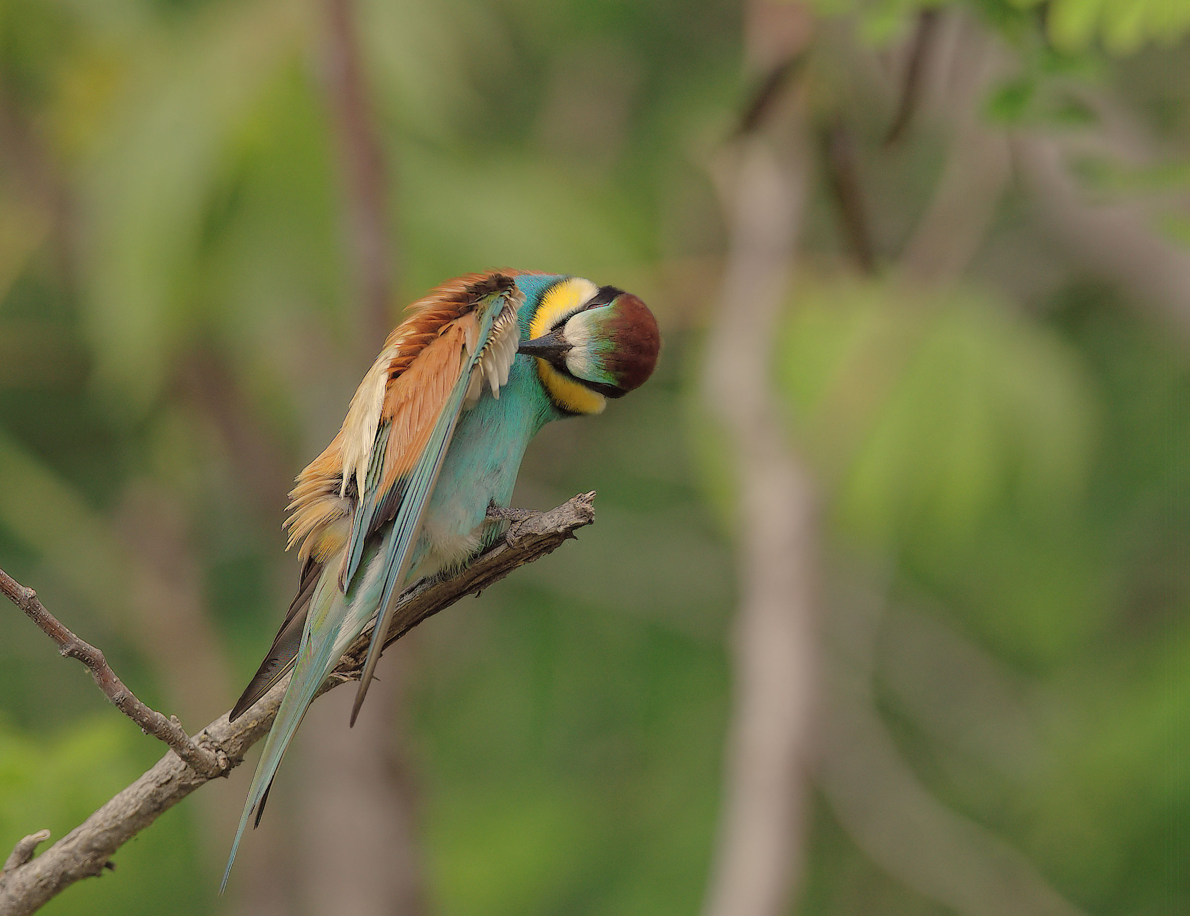 Bee-eater