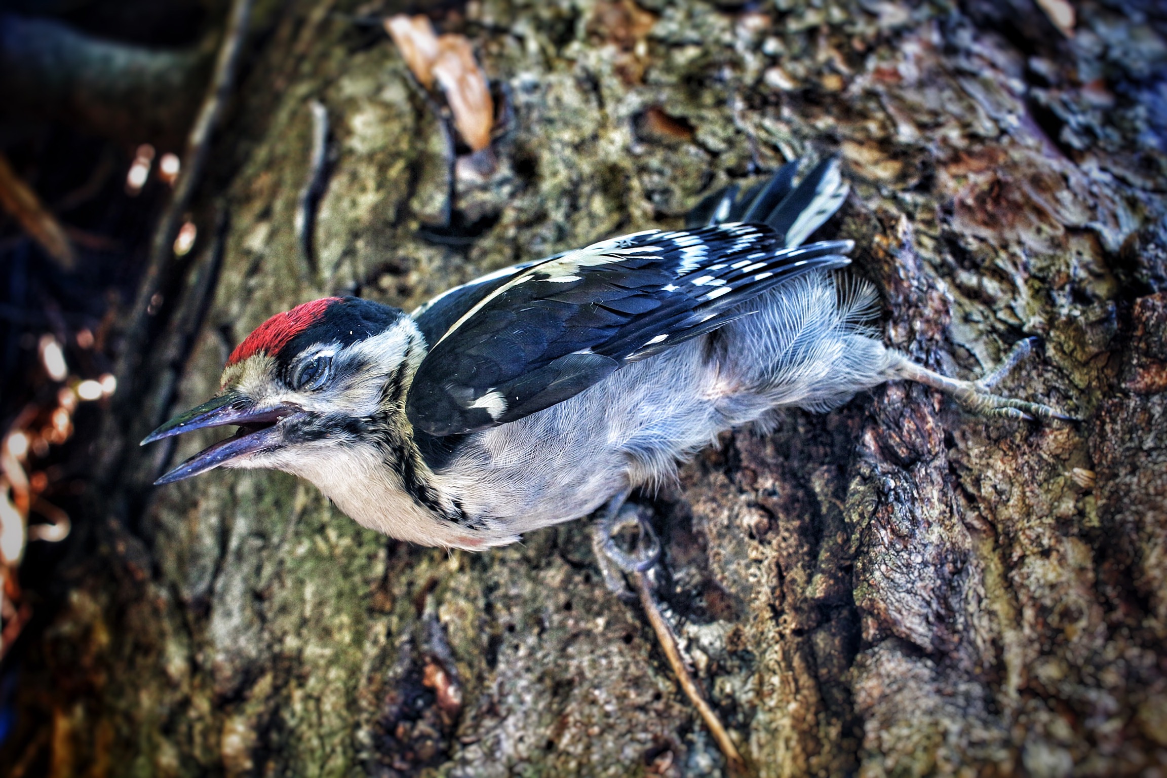 Woodpecker
