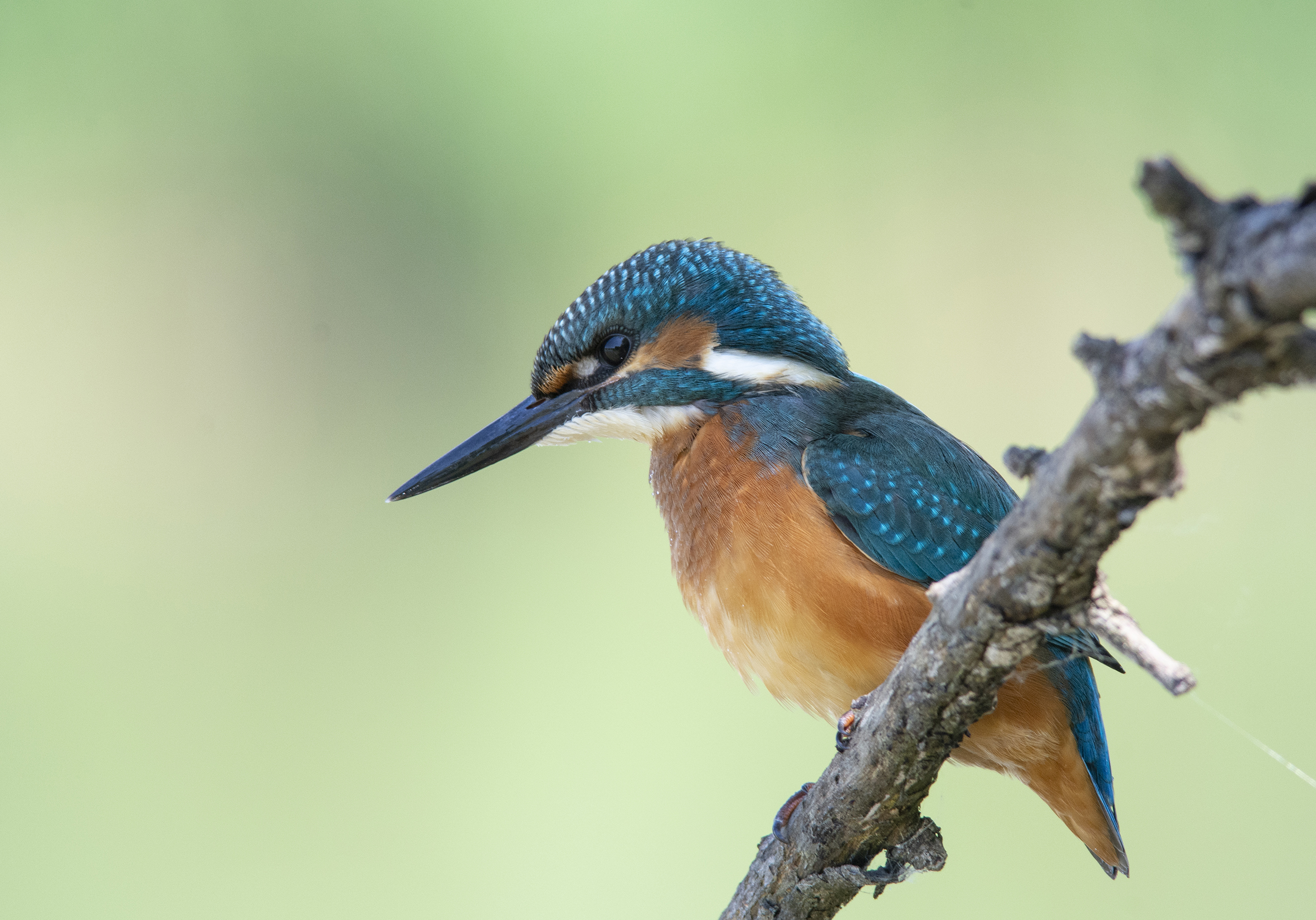 Kingfisher