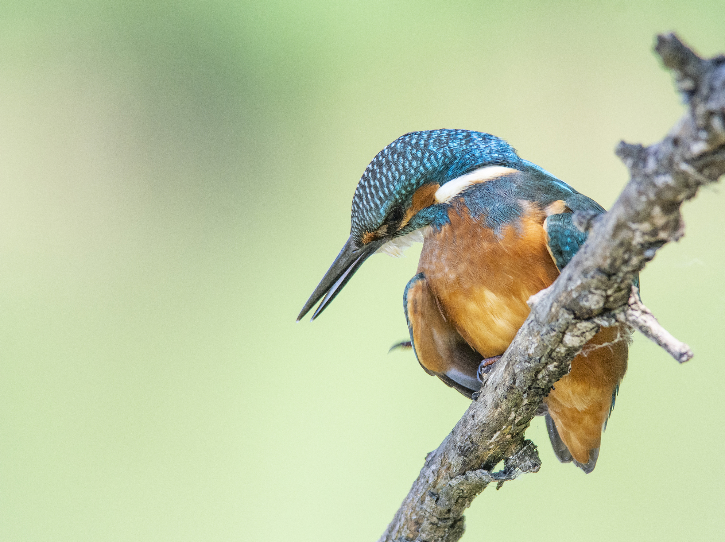 Kingfisher