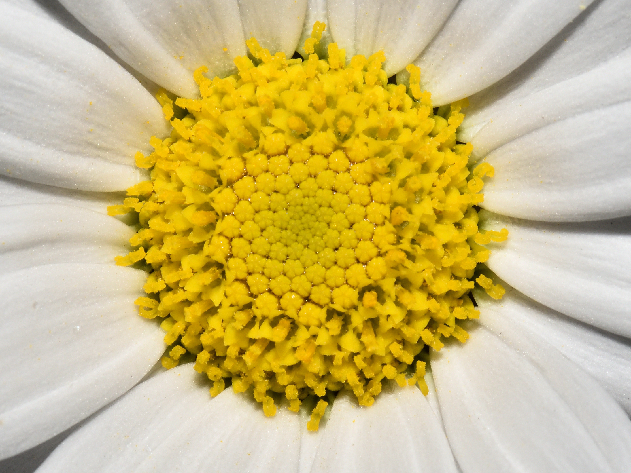 Dentro la Margherita