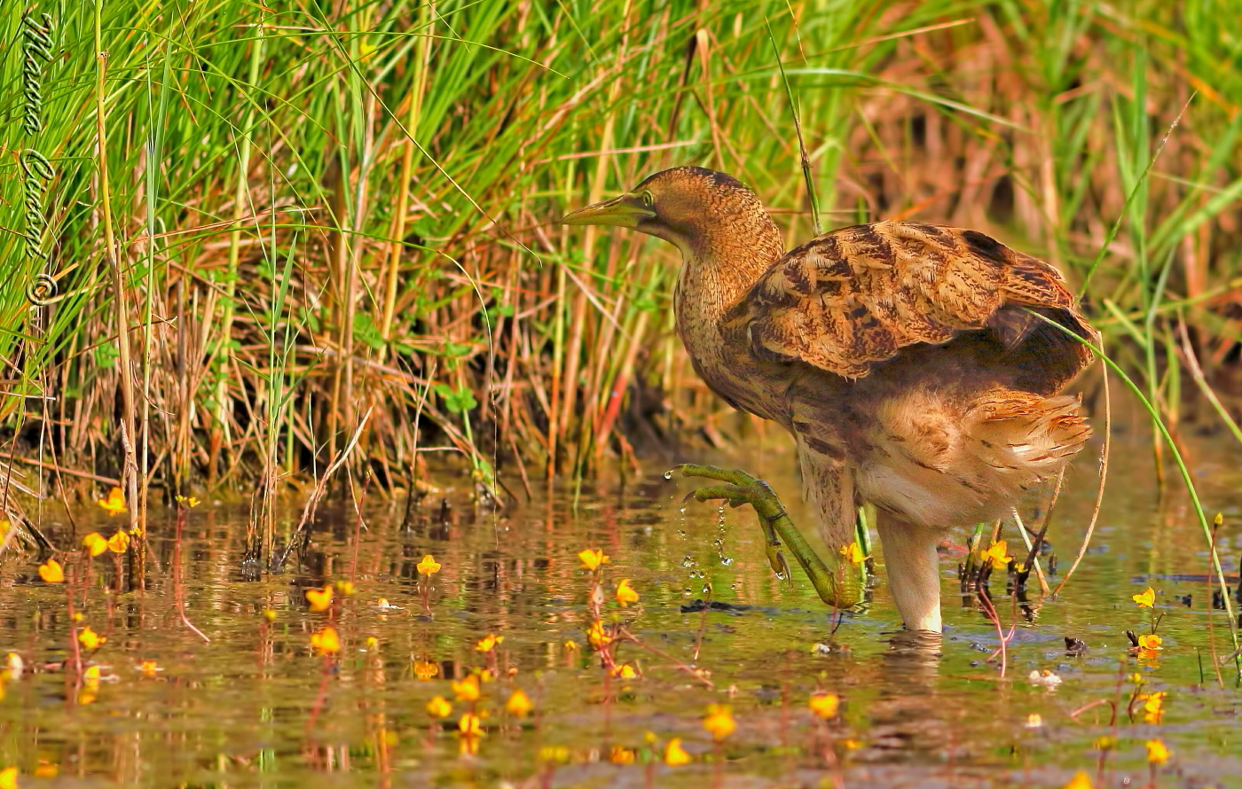 Tarabuso al Tramonto