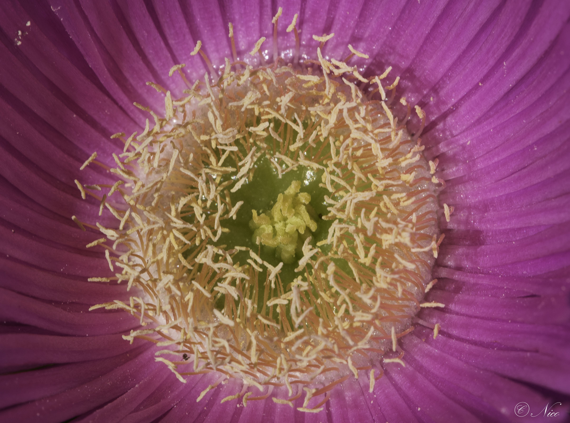 in un abbraccio di petali