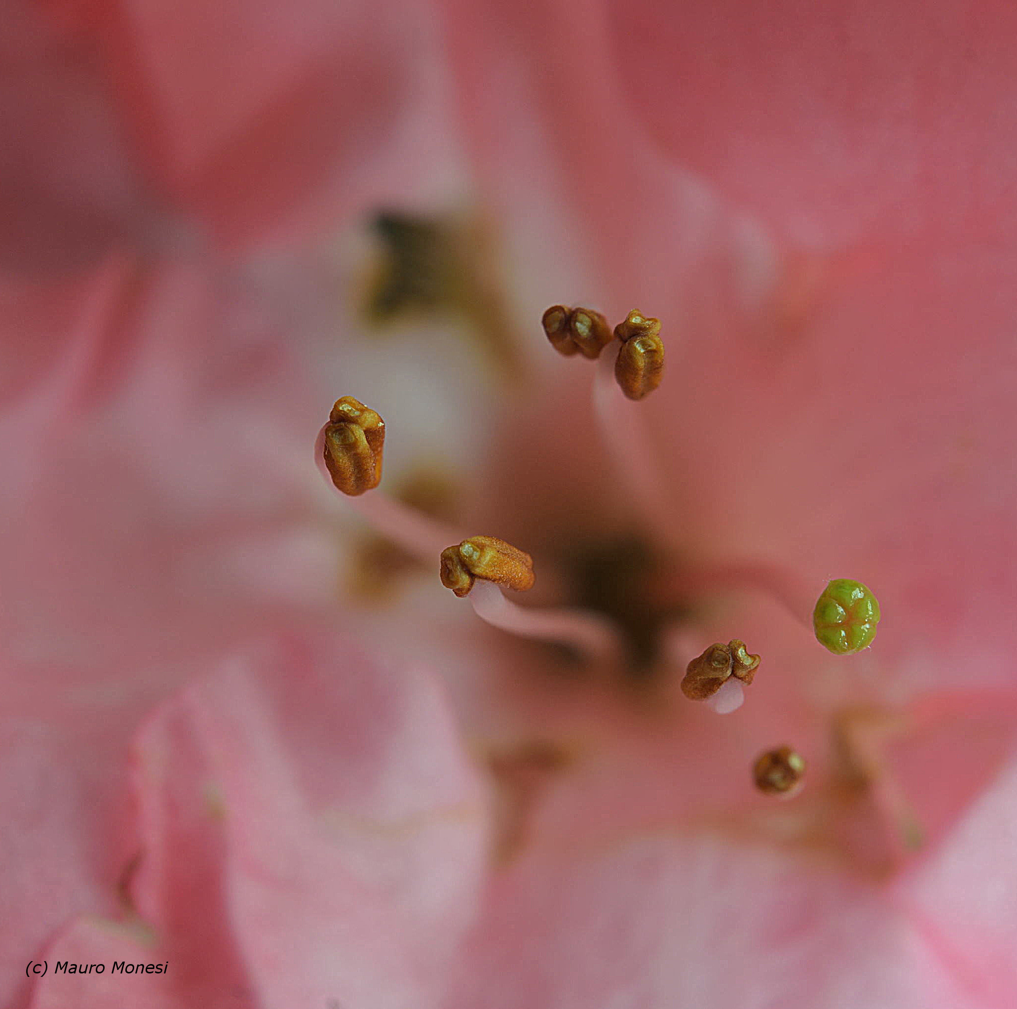 Al centro dell'Azalea