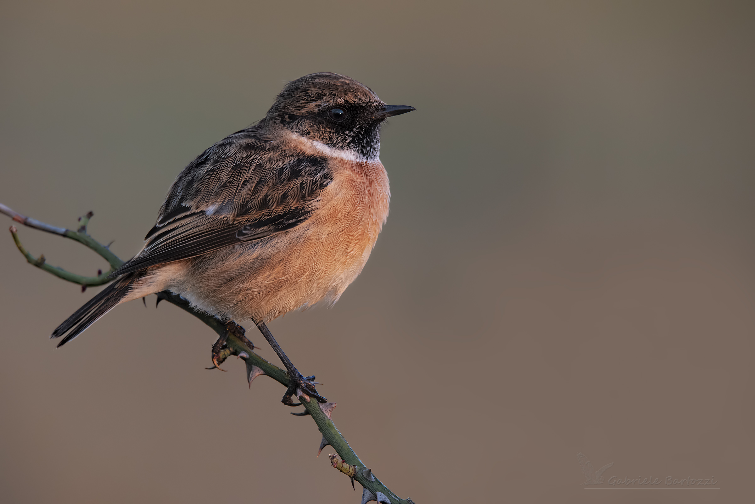 Stonechat