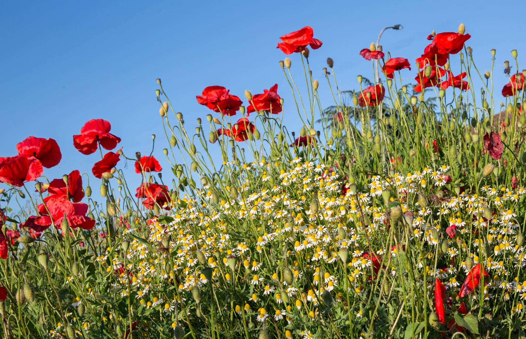 Papaveri e Camomilla ..per un doppio effetto rilassante