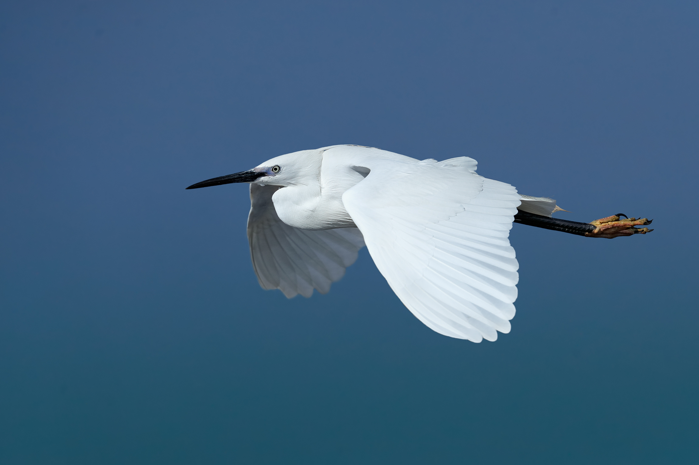 Nel blu dipinto di blu - Garzetta al mare