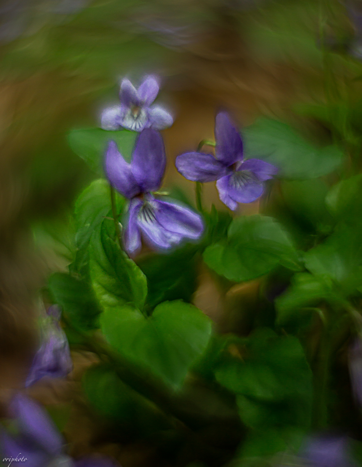 helios 44m-6 modificato