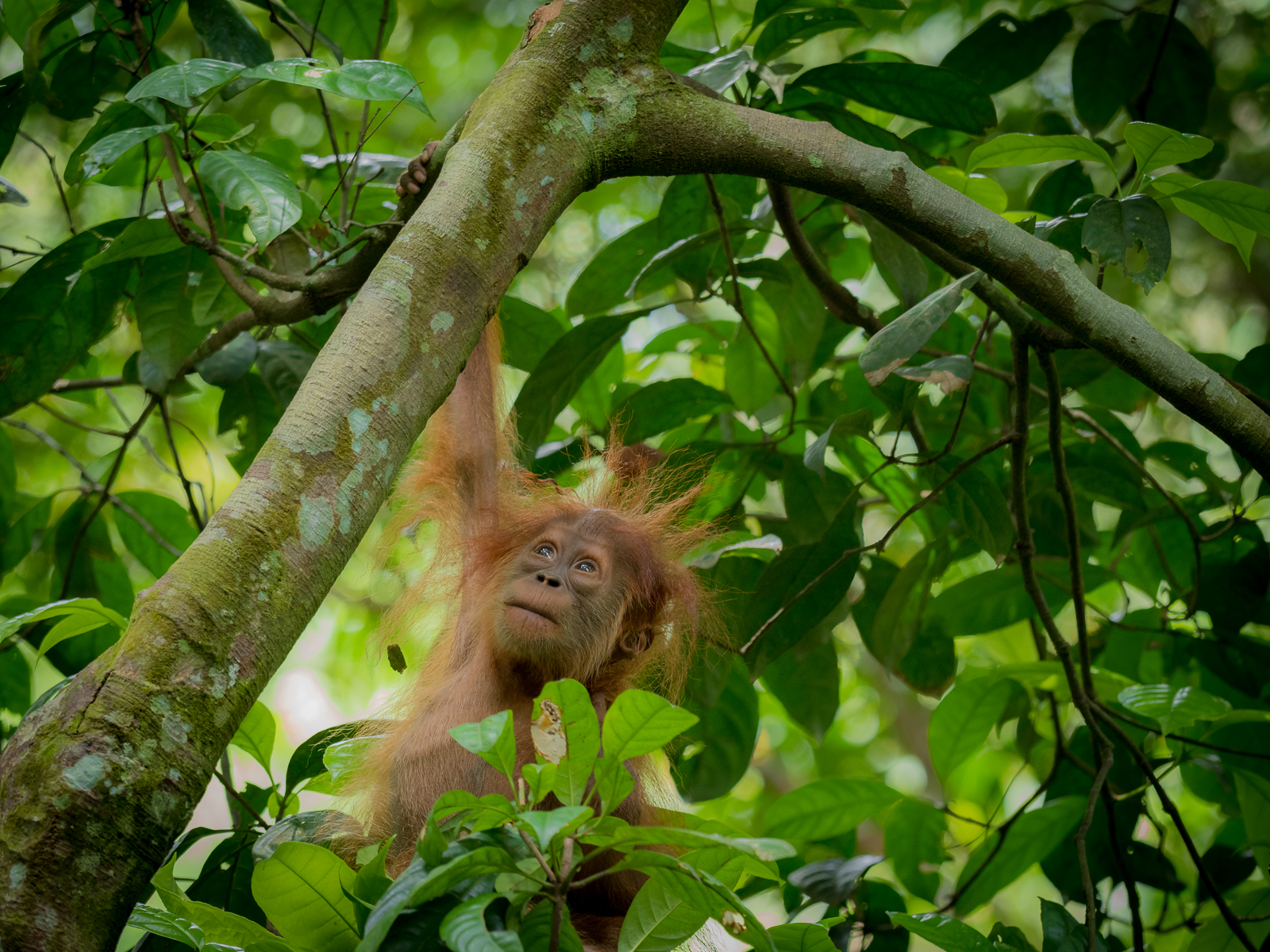 A glimpse into the future