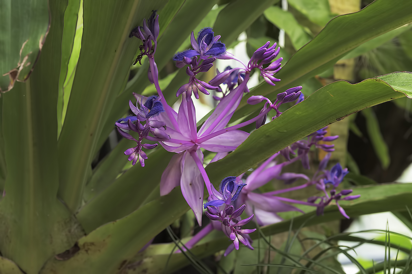 Commelinaceae=Cochliostema odoratissimum