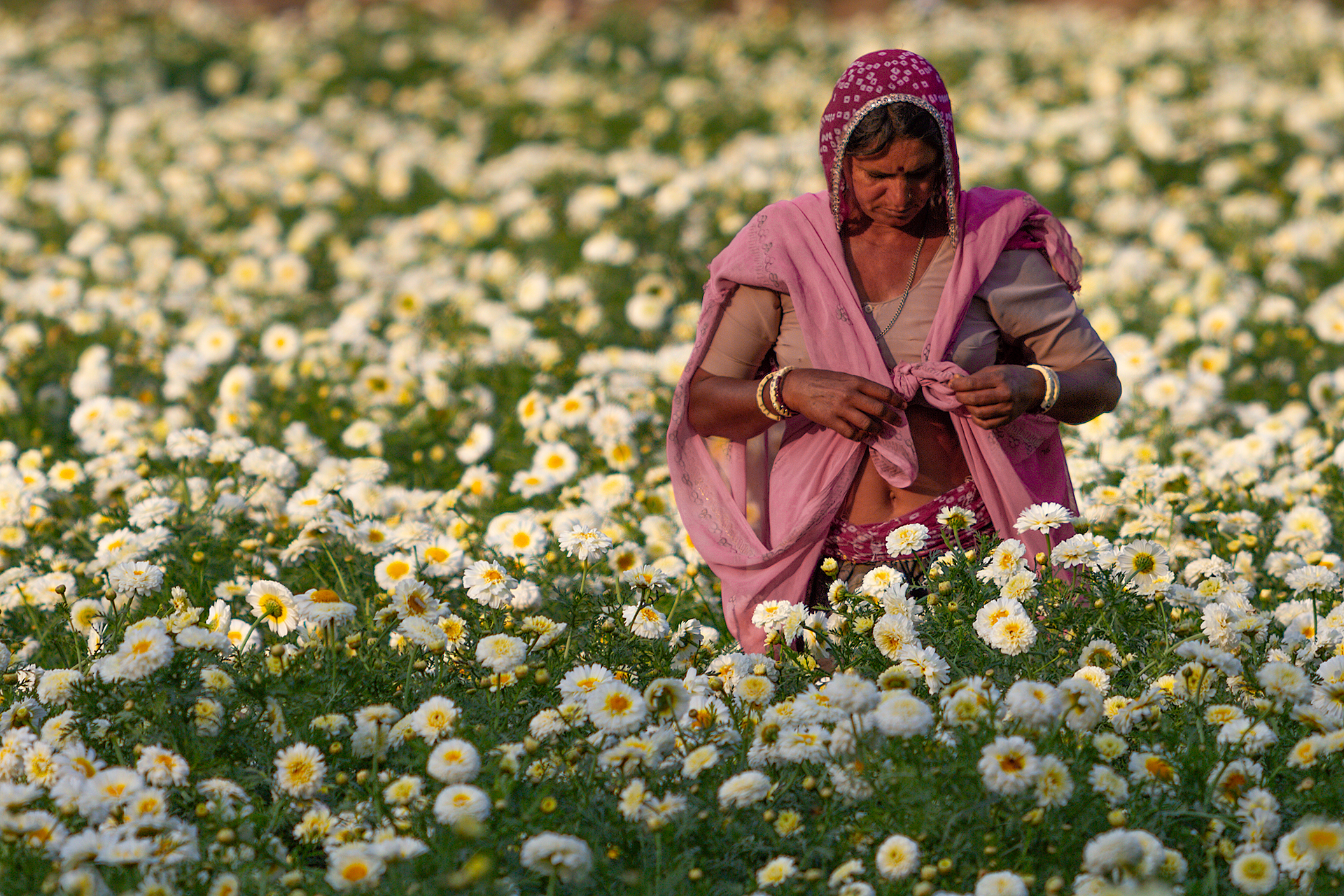 The Flower Picker
