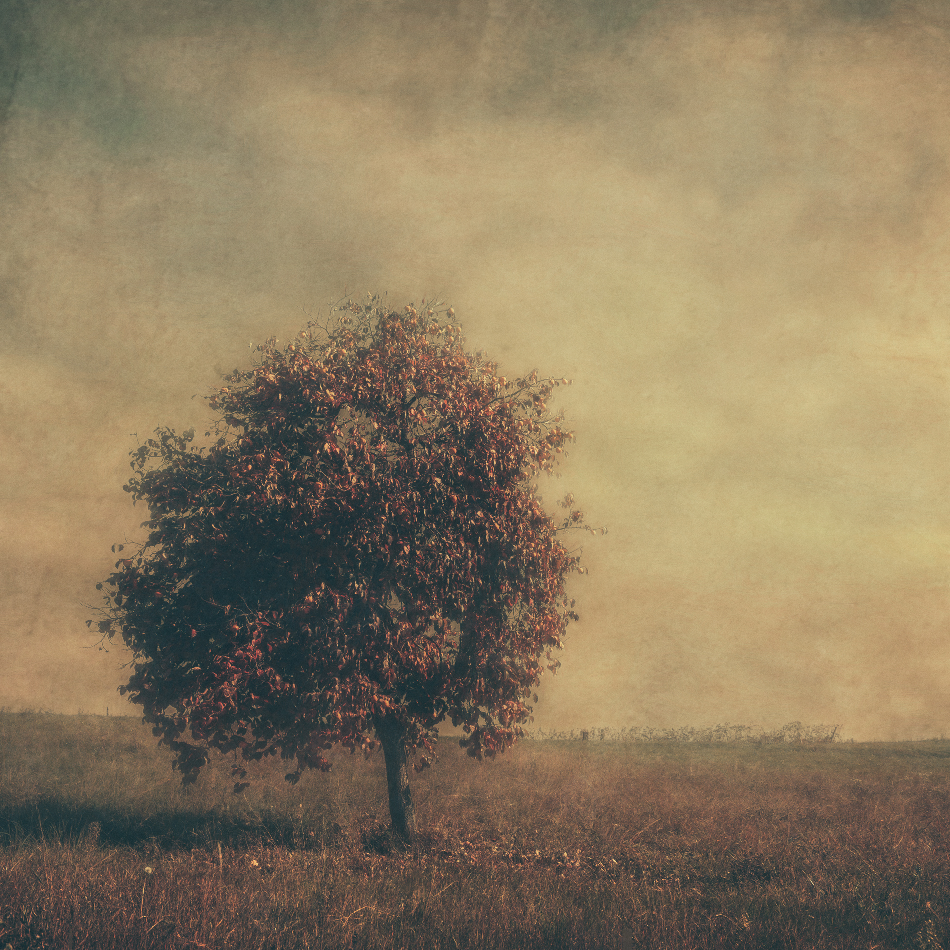 In Painterly Tree