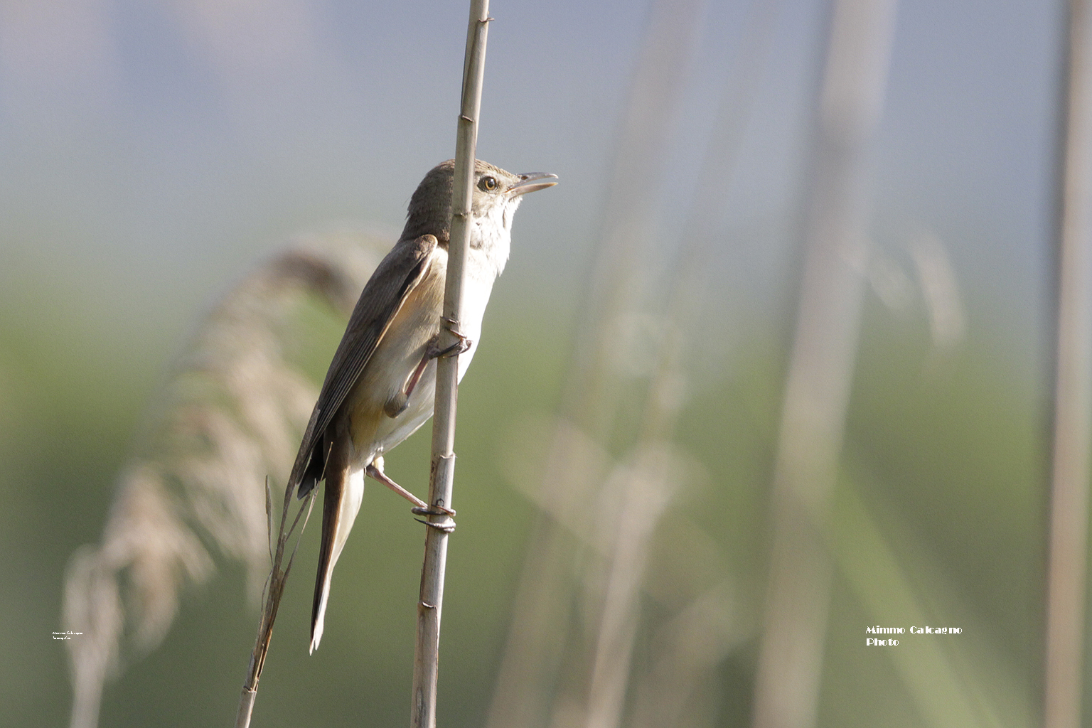 Great Reed Warbler