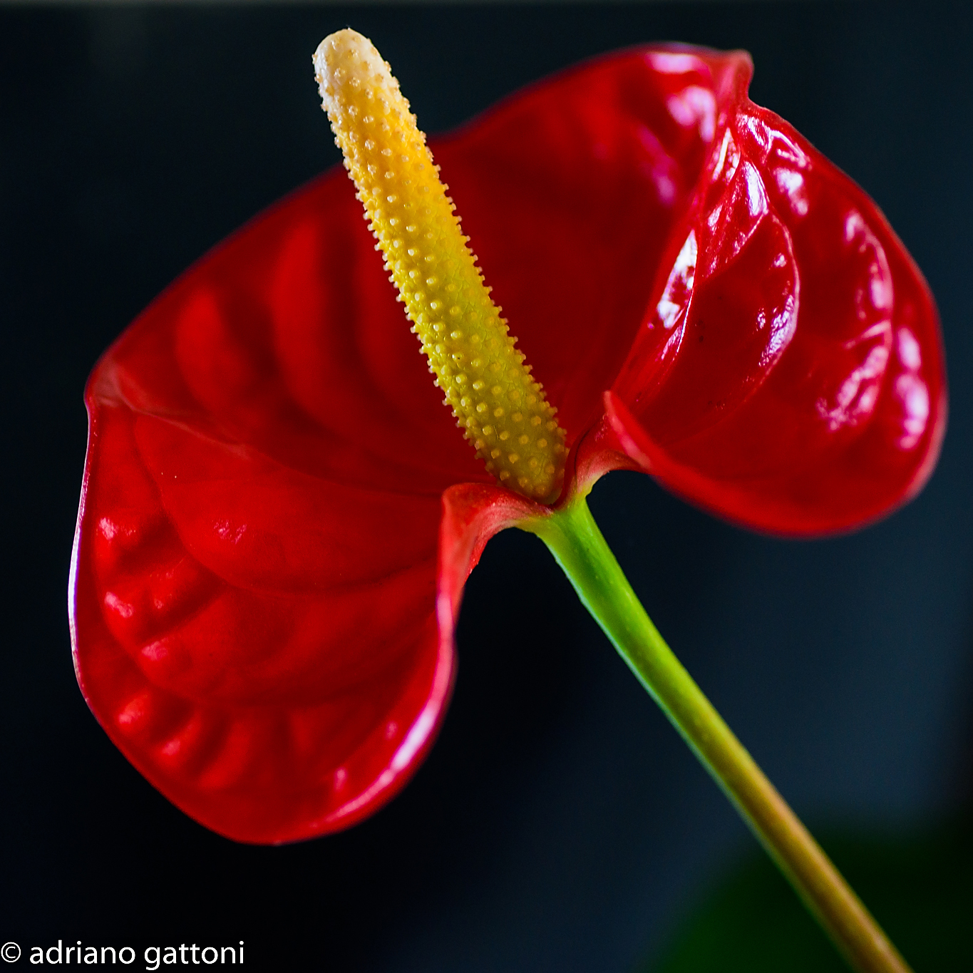 Anthurium